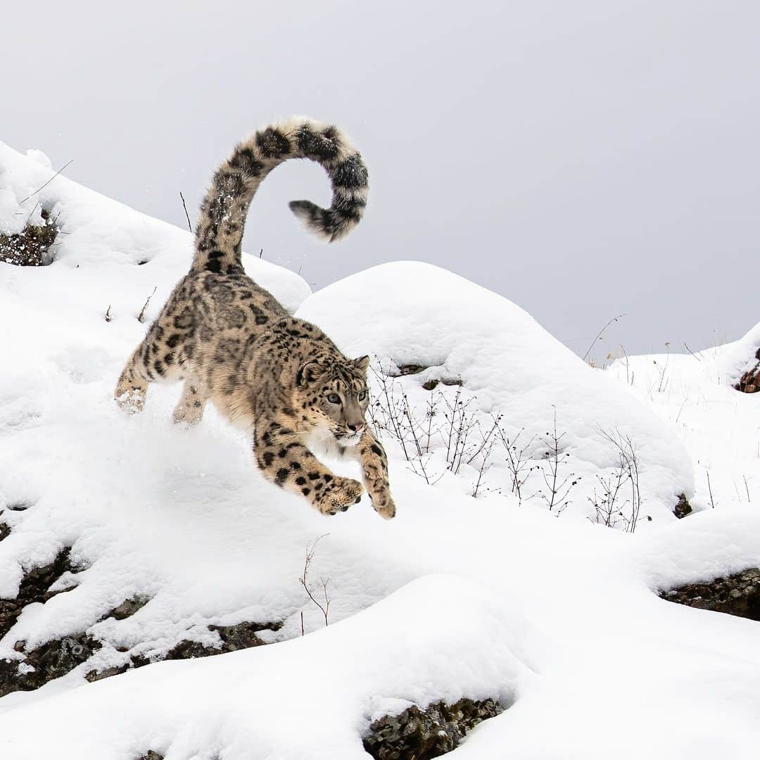 アニマルプラネットのインスタグラム：「When you're out playing in the snow and hear there's hot cocoa inside ☕  📷: Kathleen Reeder  #snowleopard #wildlifewednesday #snowday」