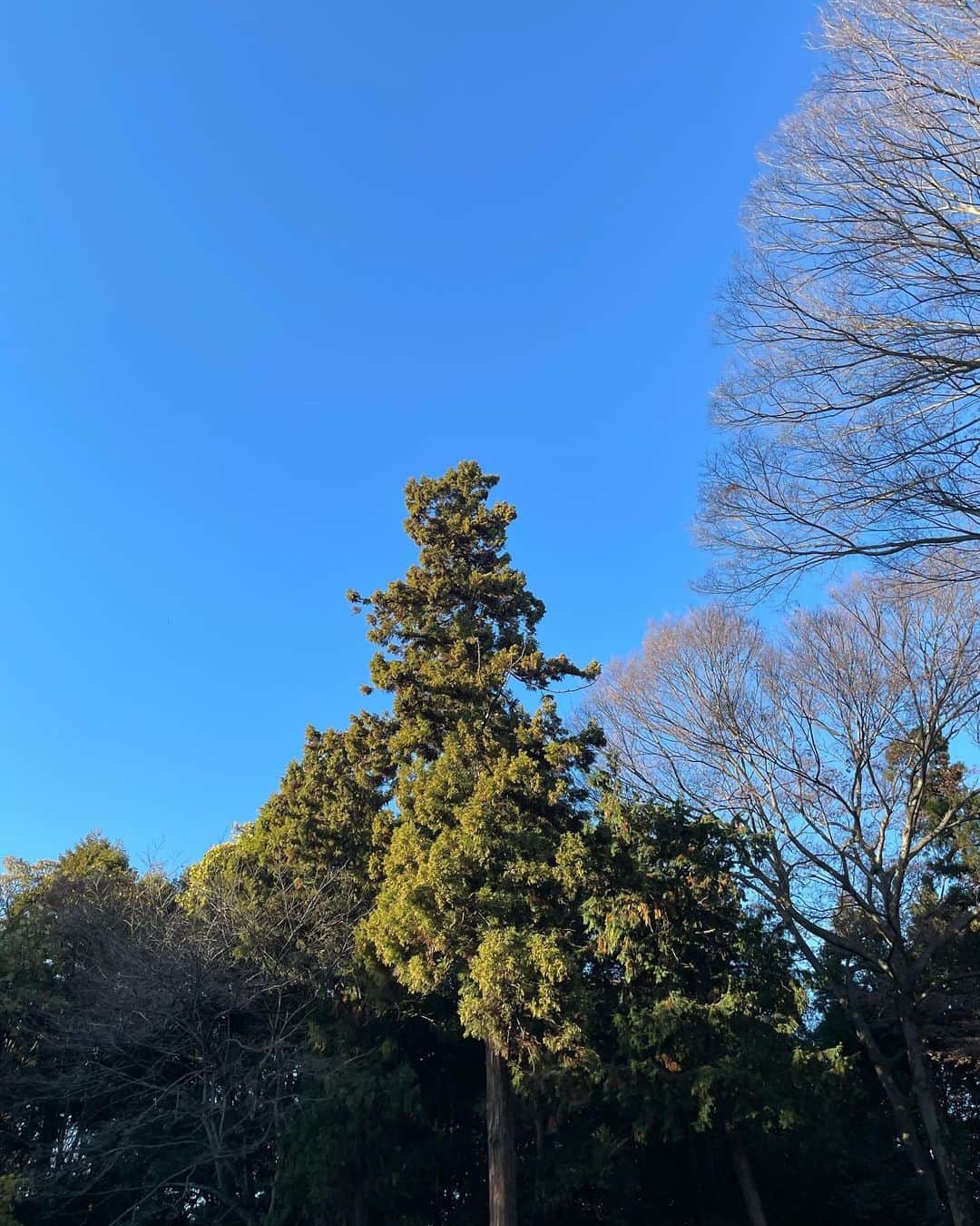 前田亜美さんのインスタグラム写真 - (前田亜美Instagram)「. . 12月に入り最近は特に寒くなってきましたね。。⛄️ この季節はジンジャーブレッドが好き。. . . 今日は7年ぶりくらいに鷲宮神社に行ってきたよ! 御朱印もいただいた!  自然豊かでパワーもらったなあ〜🌲 来年も頑張る!  #鷲宮神社」12月6日 23時24分 - ami___maeda0601