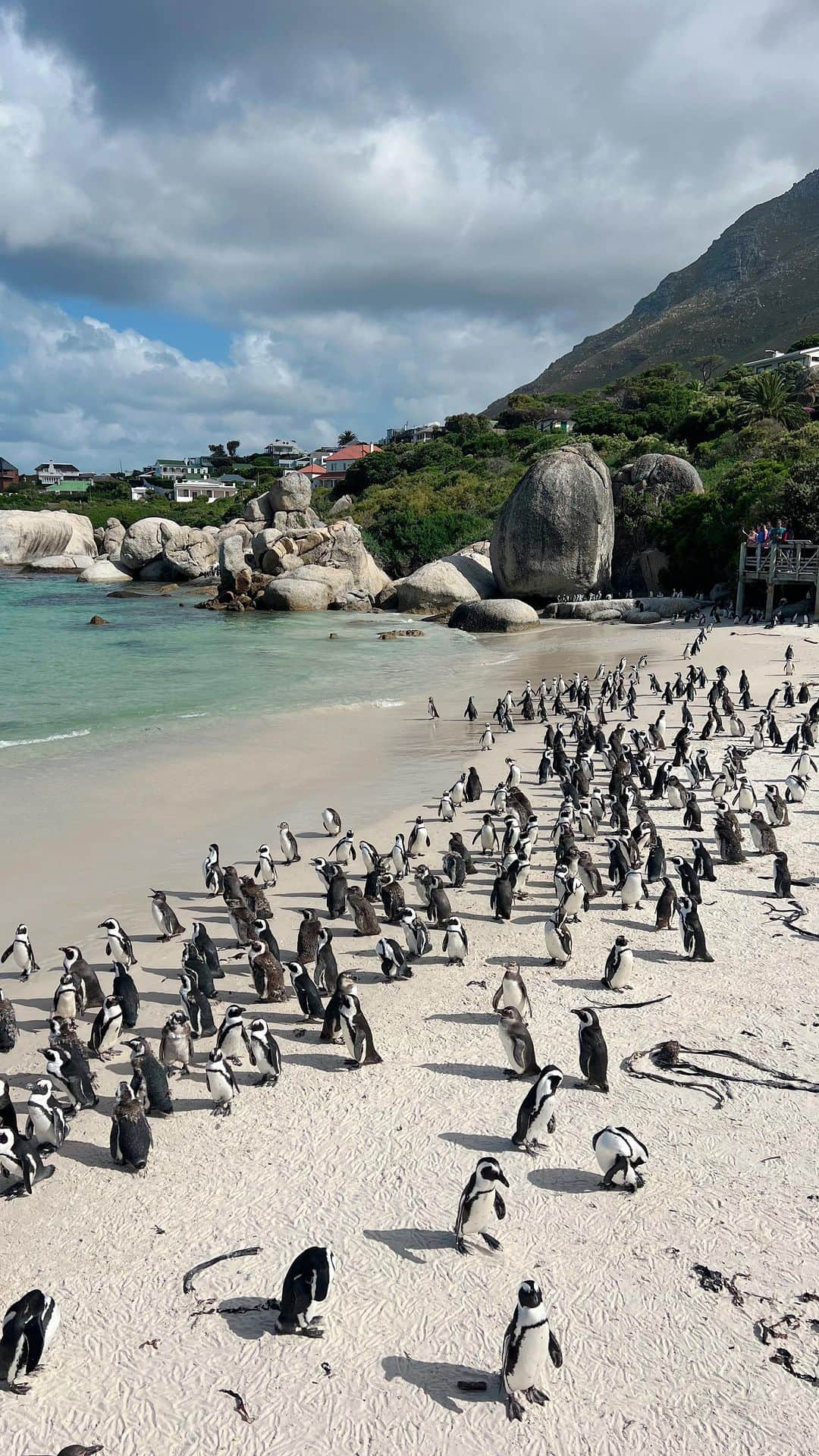 Remiのインスタグラム：「lovely wild penguins🐧🖤 かわいい野生ペンギンに会いにボルダーズビーチへ🌊🇿🇦 よちよち歩く姿はもちろん、波に乗って陸に上がる姿がなんとも愛らしくてずっと眺めていました💘  ケープペンギンにこんなに近くで会えるのは世界でここだけ🌏貴重な出会いになりました😊  ———— 📍Capetown,SouthAfrica🇿🇦 🐧 #ボルダーズビーチ 🗓 2023.11.28  世界一周日記はアメブロ& @hh.channel2023 にて🎬  #ケープペンギン #ケープタウン #子連れアフリカ #子連れ旅行 #子連れ世界一周 #世界一周中 #世界一周旅行 #Capetown #bouldersbeach #SouthAfrica #🇿🇦#worldroundtrip #remi_world2023」