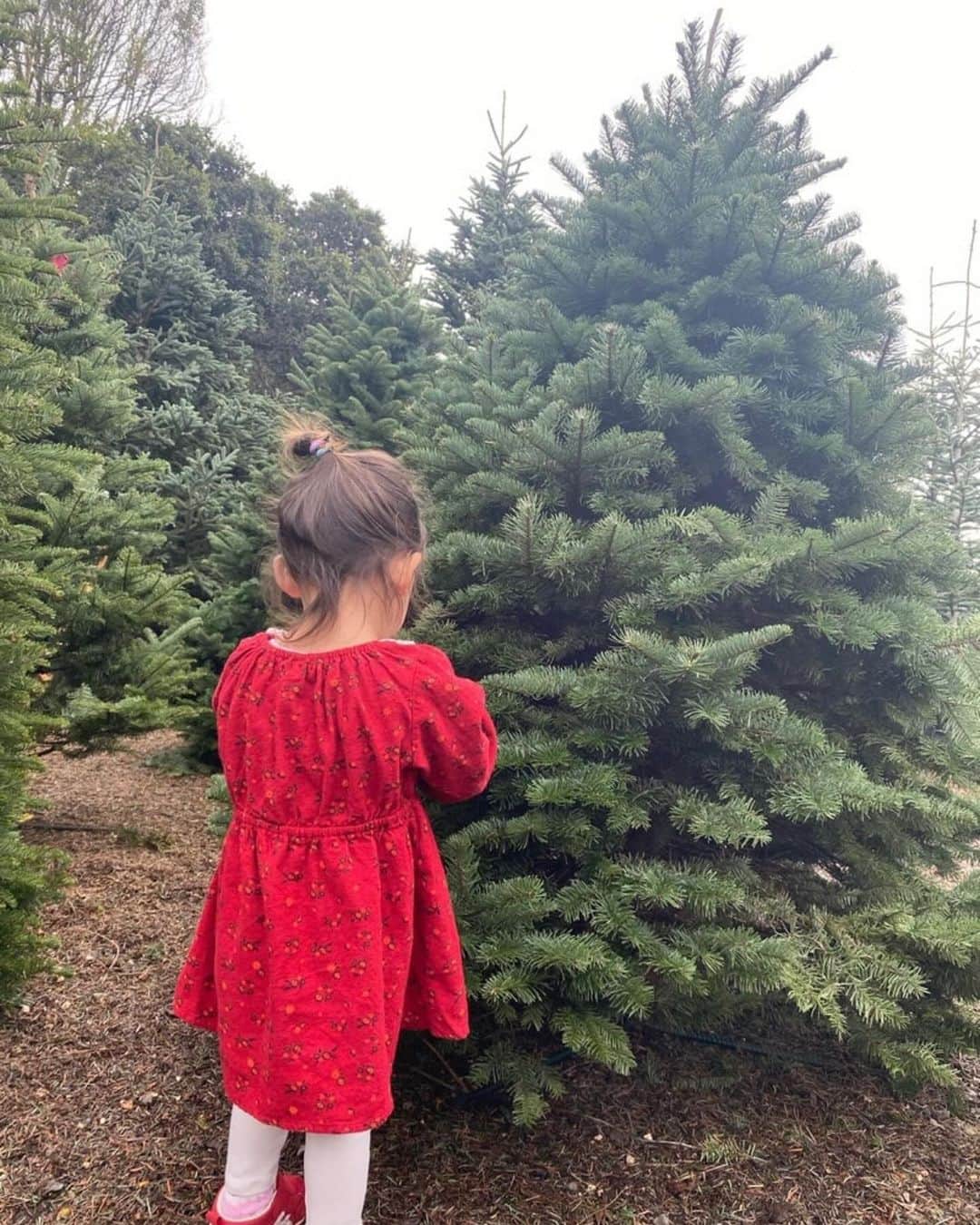 森理世さんのインスタグラム写真 - (森理世Instagram)「Christmas tree shopping 🎄🎅🏼 - read more on my blog 🥰」12月6日 15時01分 - riyomori_