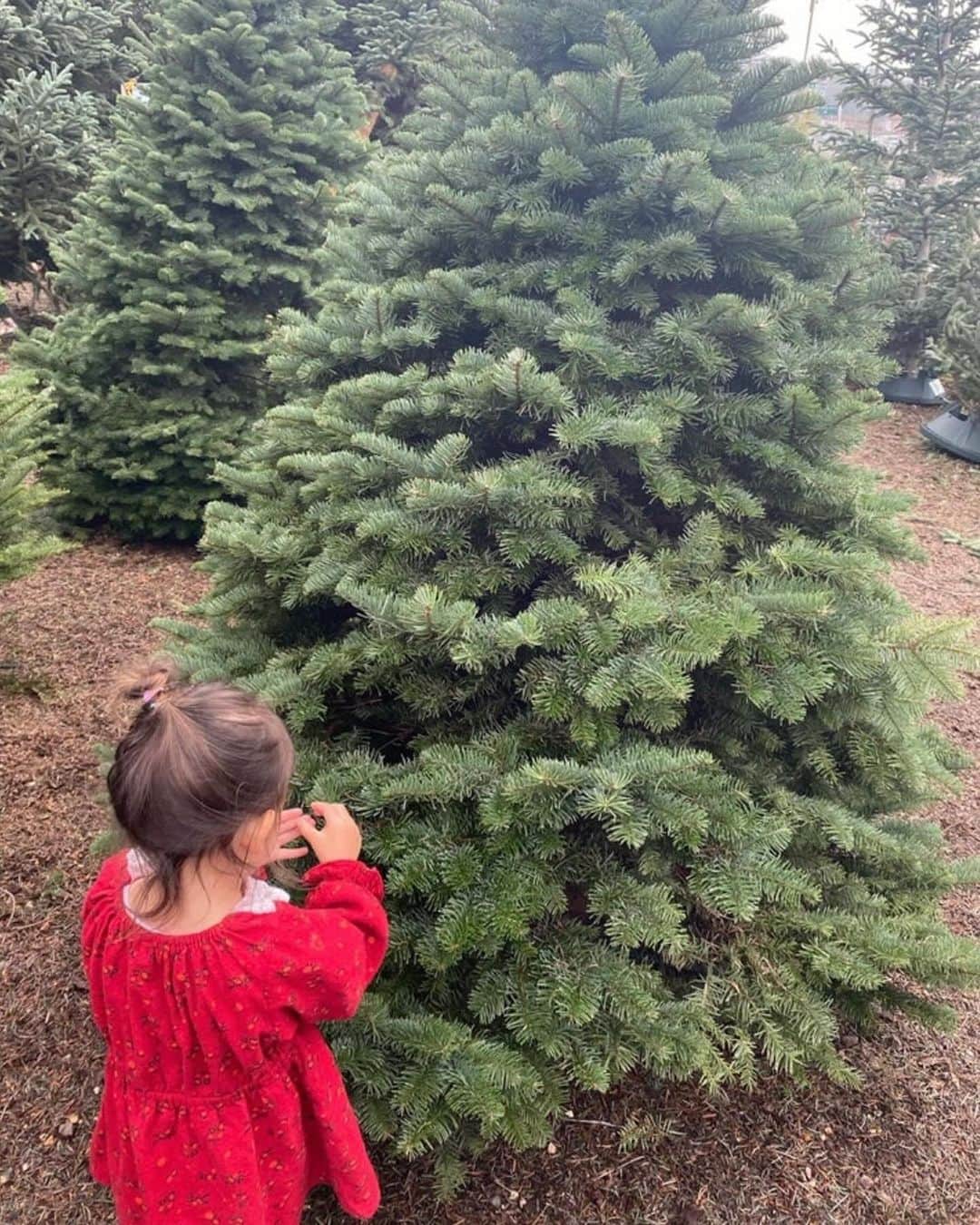 森理世のインスタグラム：「Christmas tree shopping 🎄🎅🏼 - read more on my blog 🥰」