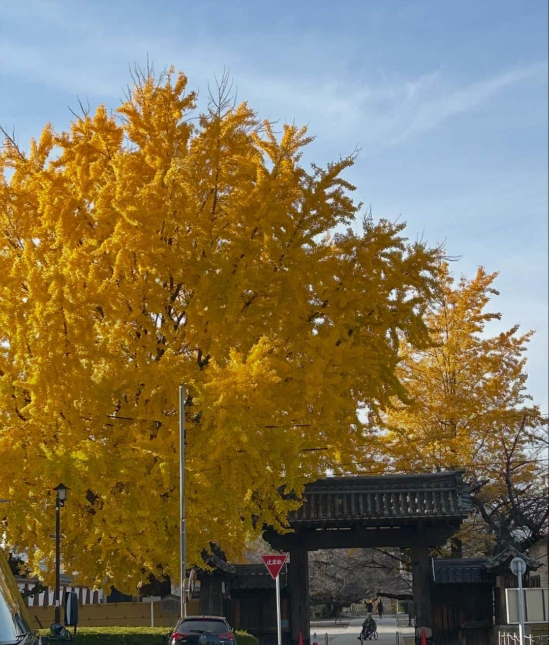 三輪記子のインスタグラム：「2023.12.6の東別院  #名古屋 #東別院 #メーテレ」