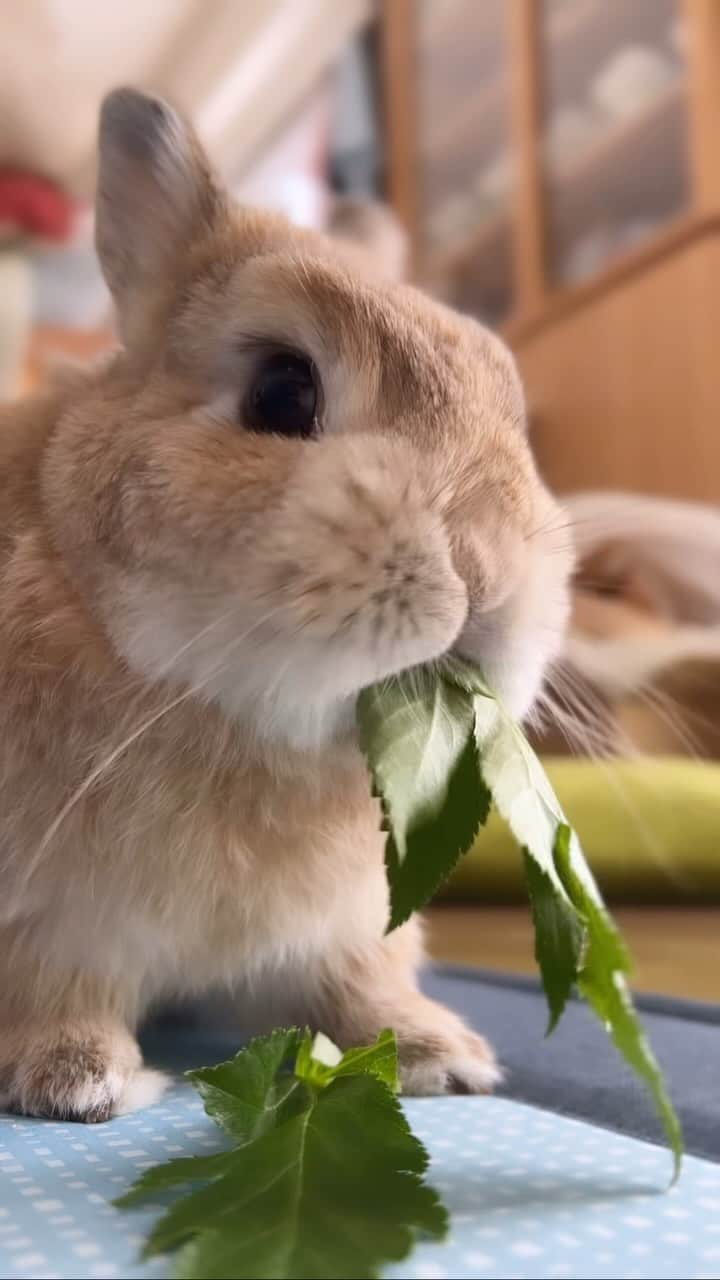 モキュのインスタグラム