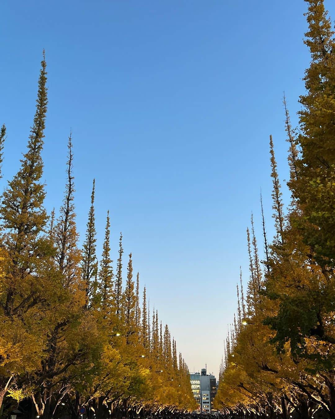 広瀬梨奈のインスタグラム：「毎年見に行く紅葉🍁」