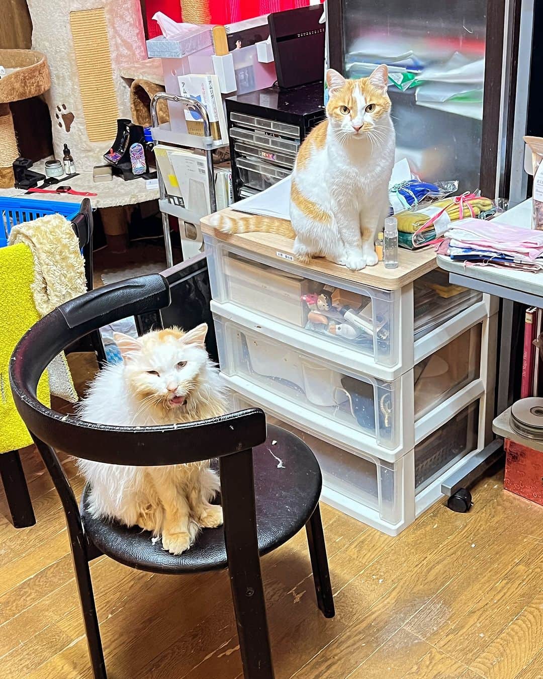 Kachimo Yoshimatsuさんのインスタグラム写真 - (Kachimo YoshimatsuInstagram)「風呂に入ろうとして 振り返ったら 二人が見てた｡  #うちの猫ら #猫 #oinari #okaki #ねこ #ニャンスタグラム #にゃんすたぐらむ #ねこのきもち #cat #ネコ #catstagram #ネコ部 http://kachimo.exblog.jp」12月6日 15時54分 - kachimo