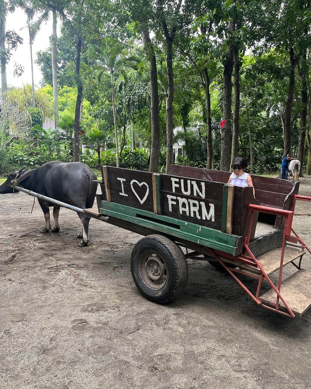 HISANAさんのインスタグラム写真 - (HISANAInstagram)「先週末は @thefunfarmatstaelena へ🐴🦆💕  すずちゃんの大好きなかめさんもいるし🐢 お馬さんや牛さんにも乗れました🐃✨  マニラから渋滞ないと車で30分ぐらいだったので、フィリピンに来たらぜひ〜😆🇵🇭 すずちゃんは無料で、大人ひとり₱400 お馬さんに乗ったりも入場料に含まれてて無料なんだけど、チップあげたら喜んでくれます👨🏽‍🦰  ランチに寄った日本食屋さんも美味しかった😋  #2歳#2歳女の子#フィリピン#マニラ#マニライフ#海外移住#manilaphilippines」12月6日 16時01分 - hisana22