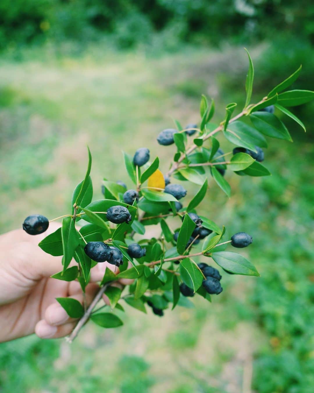 Ami さんのインスタグラム写真 - (Ami Instagram)「今年庭で採れた果実の中でも、柿はほんとに美味しかったなぁー。 来年はしっかり手を加えて、もっと立派な柿に育てたい✊」12月6日 16時33分 - ami_dream05