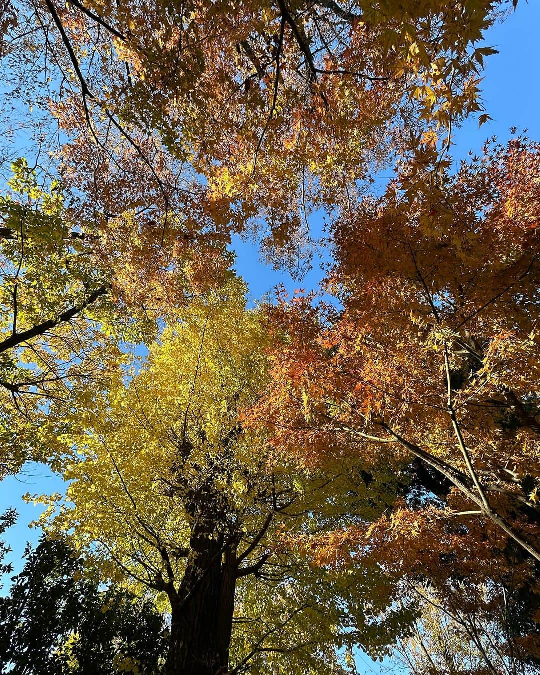 小谷あゆみさんのインスタグラム写真 - (小谷あゆみInstagram)「近所のお寺さん 美しかった 今日は朝からちょっとしたことがあり、なんか嫌気がさしていた、けど、 やはり美しい方を見るしかないのだろう 今日一日をあなた自身の心の力で、よい方向に向かわせなさい。 らんまんの長田育恵さんが井上ひさしさんに言われた言葉だ。 心の力だよな。 美しいもの見ても美しいと感じるかどうかは。 何を見てもどう感じるかはこちらが決めるんだ。 いつもは静かなお寺が今日は何人もの人がやはり写真撮っていた。 鳥が木々でさえずるように人もちゃんと知ってていい季節になるとやってくる。 あしたもまた見に行ってこーようっと！これがほんまの紅葉の効用！てね！」12月6日 17時04分 - vegeanaayu