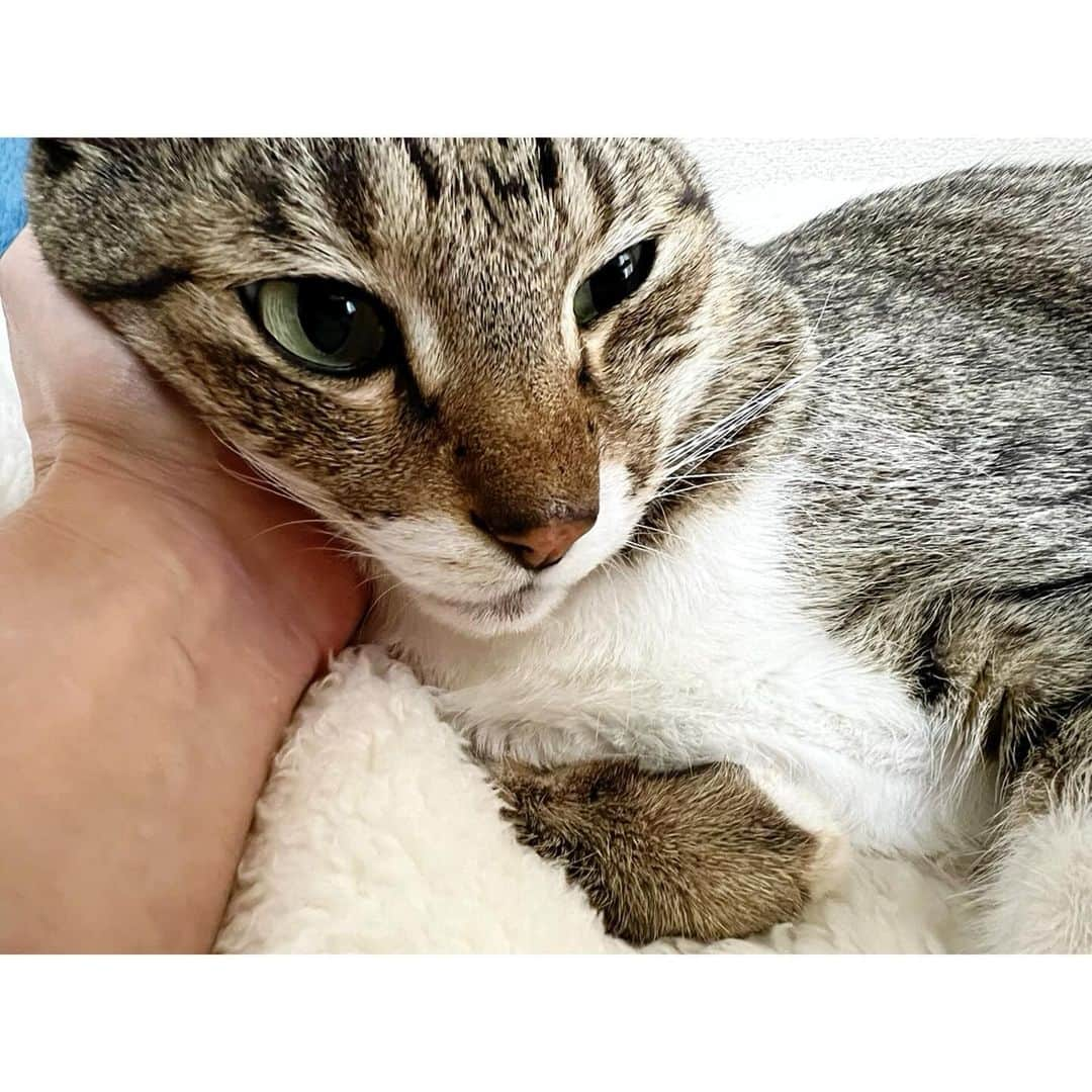 高木沙織のインスタグラム：「🐈 * これは… 原稿が捗らなくても仕方がない 理由になるよね？ * 安心して 手に頭を預けてくれたときの 嬉しさ…♡ なので、しばし書く手が止まります。 * * #マインドフル猫 #猫 #猫がいる生活 #猫がいる幸せ #猫がいる暮らし #猫との暮らし #猫と暮らす #猫部 #ねこ #保護猫 #キジトラ猫 #cat #catstagram」