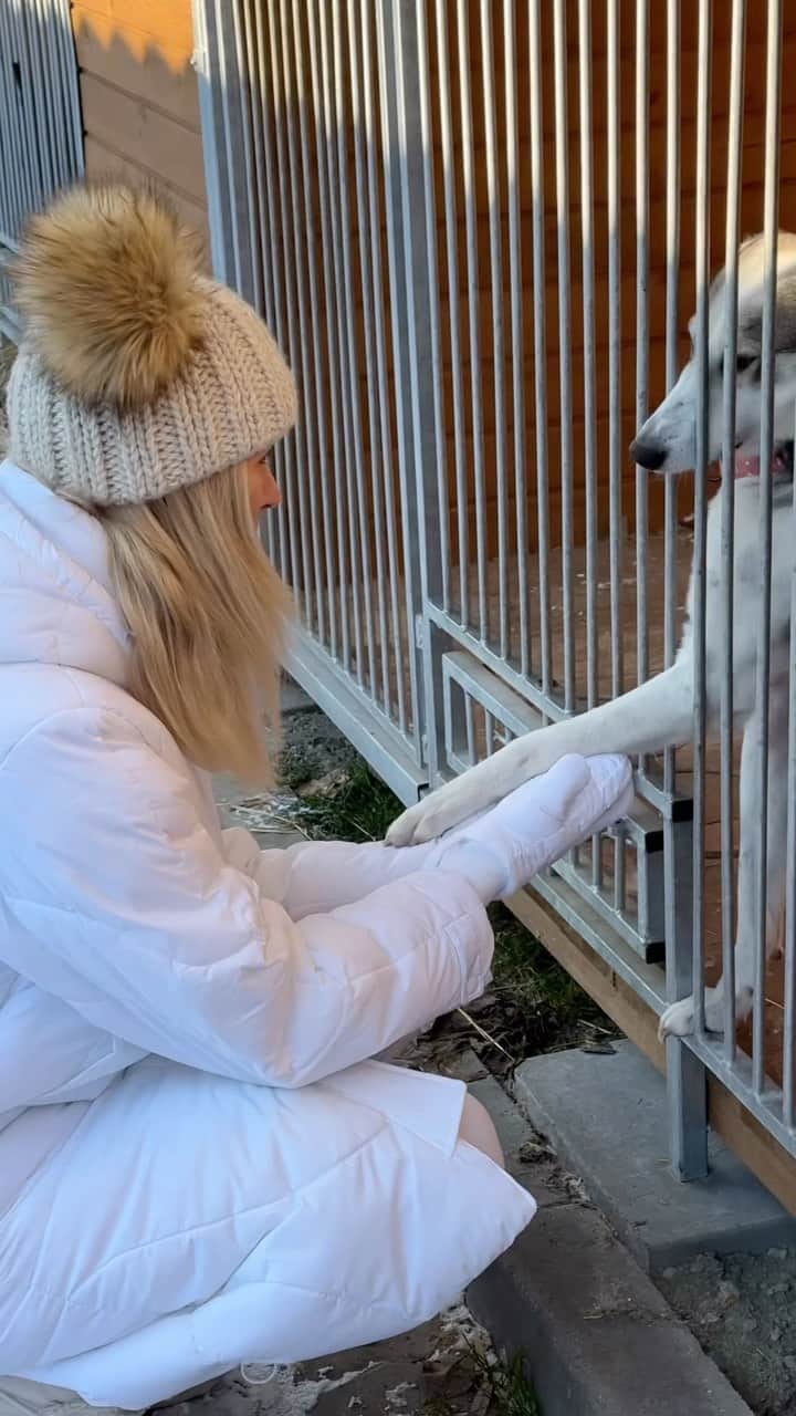 SANDRA KUBICKAのインスタグラム：「Wspólnie z @sandrakubicka, która słynie z prawdziwej miłości do piesków i @perrokarma pomogliśmy podopiecznym z warszawskiego Schroniska na Paluchu @schroniskonapaluchu 🫶🏼 W sumie przekazaliśmy aż 456 kg wysokiej jakości karmy i czujemy się jak prawdziwi Mikołaje. 🎅🏼  Zima to czas, kiedy organizacje opiekujące się bezdomnymi zwierzakami potrzebują szczególnego wsparcia. 🐶🐈 Rozejrzyjcie się dookoła, być może obok Was także jest schronisko, któremu przyda się pomoc.  Tip od nas: najpierw dowiedz się czego potrzebuje organizacja, której chcesz pomóc, dopiero potem leć na zakupy.  🤝🏼 A jeśli chcecie zrobić PSIEpyszne zakupy dla swojego pupila polecamy zakupy w @psysmak bez którego dzisiejsza akcja nie byłaby możliwa!  * Zasady współpracy ze Schroniskiem w zakresie wyprowadzania psów na spacery reguluje Regulamin wolontariatu - jeśli masz ochotę pomóc, więcej informacji znajdziesz tutaj: napaluchu.waw.pl  #fitkalorie #sandrakubicka #schronisko #napaluchu #perrokarma #psysmak #mikołajki」
