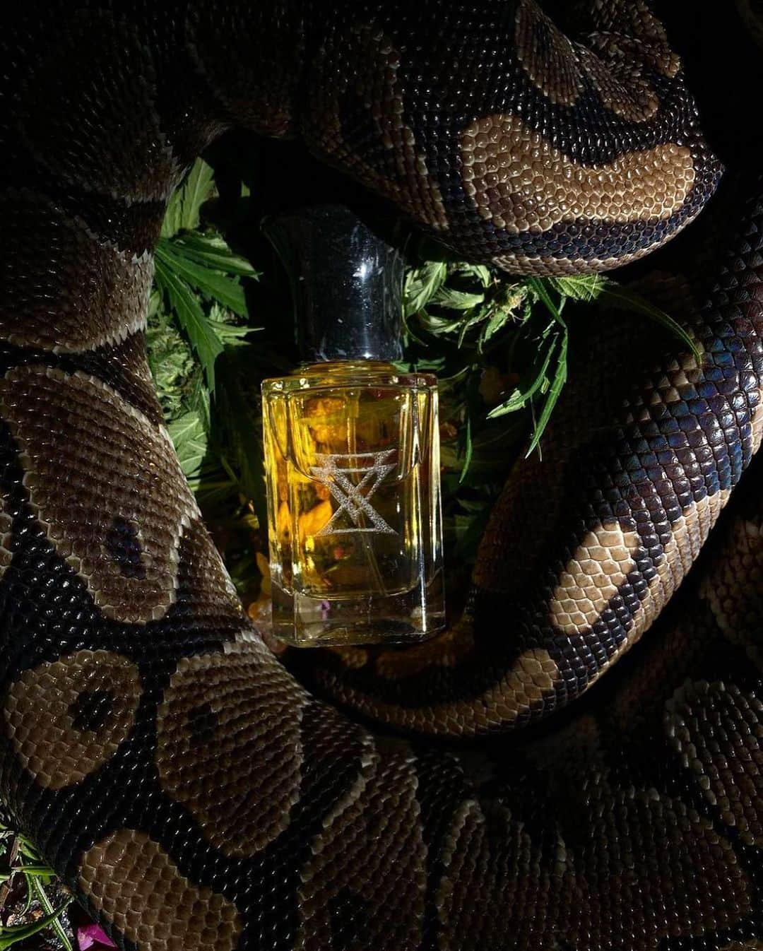コルトモルテドのインスタグラム：「A Scented Journey with Extra Virgo Corto goes on a captivating olfactory journey, a scented voyage through a world of opulent aromas and exquisite craftsmanship dreamed up by @extra_virgo , a Florentine Fragrance House who embodies the essence of delightful splendor.   Discover more on www.corto.com  #Cortocurated #Holidayseason #scentedjourney」