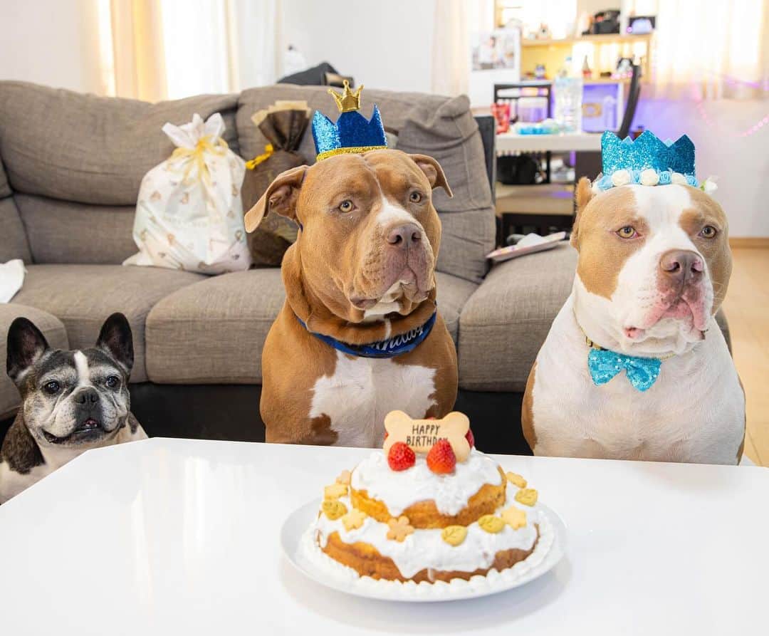 りくのインスタグラム：「12月2日はロッキーの誕生日！りくレイと一緒に誕生日パーティーをやりました！手作りケーキに大喜び！是非YouTubeで見てね✨ #アメリカンピットブル #ピットブル #誕生日 #誕生日パーティー #誕生日プレゼント #ペット #犬 #犬のいる暮らし #可愛い  #dog #dogsofinstagram #dogbirthday #birthday #americanpitbullterrier #americanpitbull #cutedog」