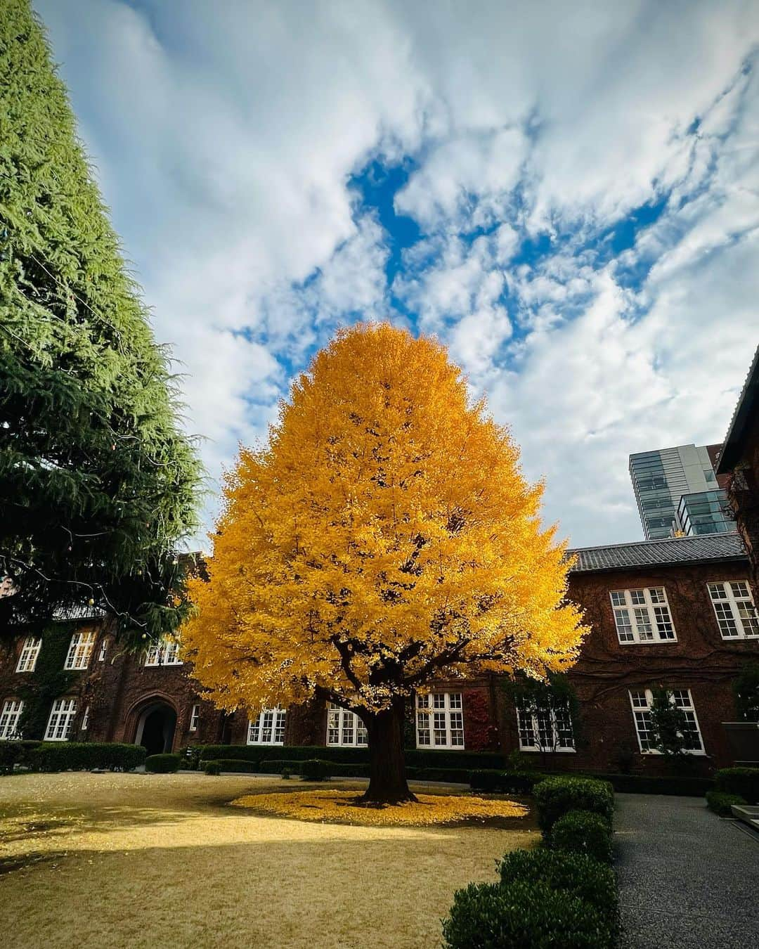 シシド・カフカさんのインスタグラム写真 - (シシド・カフカInstagram)「. . 先日見た立教大学の銀杏の木 . 圧巻だわー . . 立教創立150周年記念 錚々たる方々と共にお祝いをする為 立教大学に出向いておりました . ひりひりする時間でしたが この銀杏の木と 久しぶりのパイプオルガンの音色に 癒されました . . 皆さんにもお裾分けー」12月6日 18時31分 - shishido_kavka