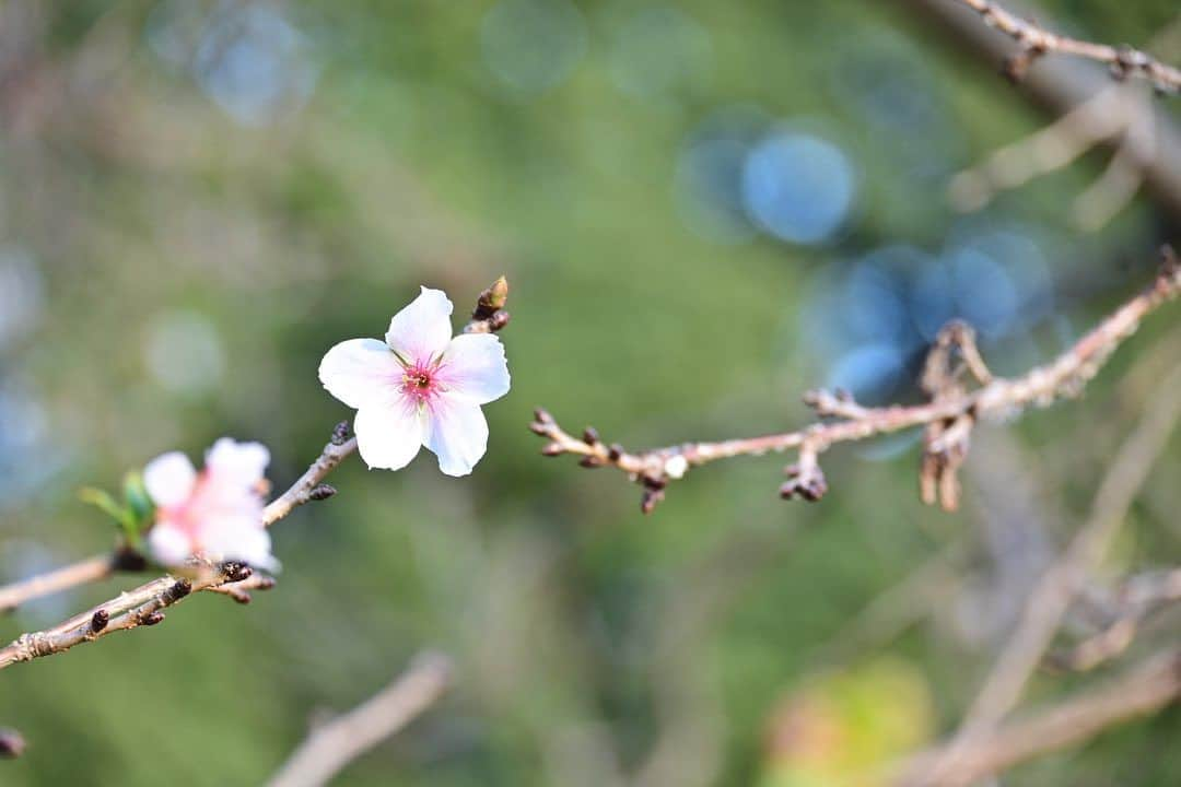 ふかしさんのインスタグラム写真 - (ふかしInstagram)「寒桜と寒椿  #花 #花まっぷ #flower #flowers #flower_igers #ig_ard_flowers #funda_flowers #best_moments_flower #ind_flowers #nature #自然 #寒椿  #寒桜  #garden #flowergram #tokyocameraclub #東京カメラ部 #japan #日本 #igersjp」12月6日 19時39分 - fukashi