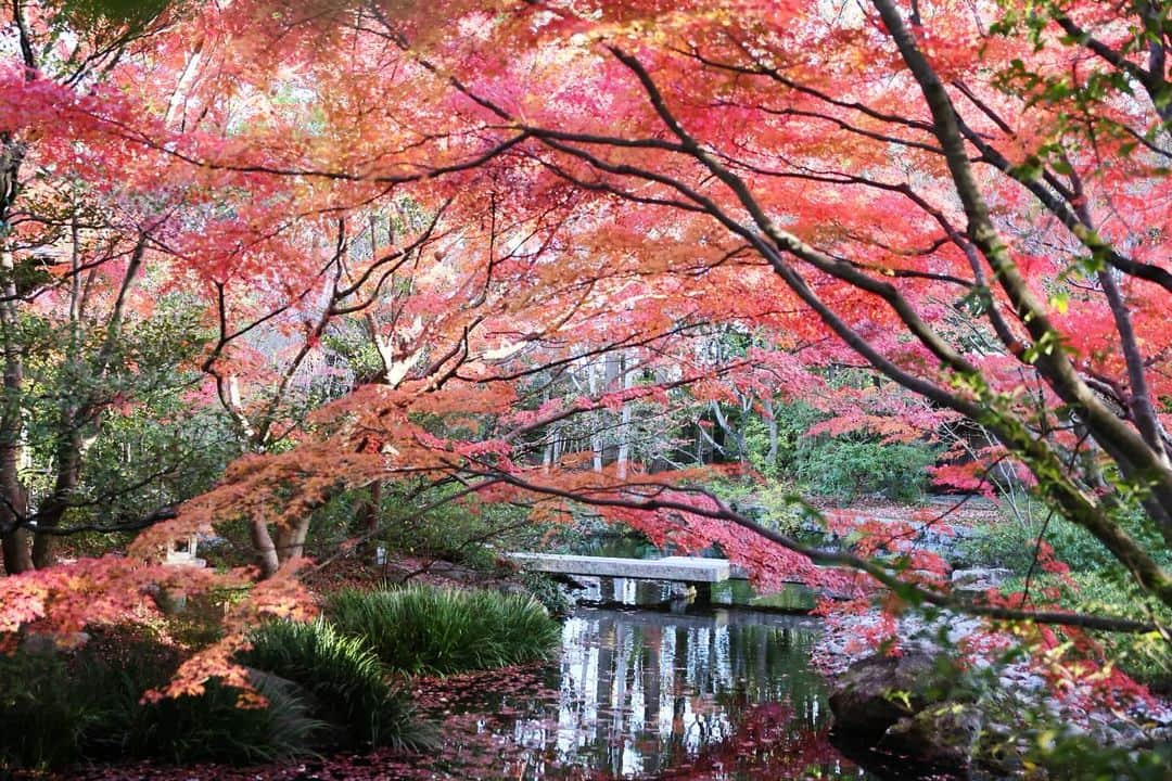 kiccyomuのインスタグラム：「☁️ 2023.12.06 Wed #防府 の #芳松庵  トンネルのように綺麗な 紅葉 🍁📸 観る価値ありですネ🤗  location #山口 ❣️ 📷撮影 2023年11月25日」