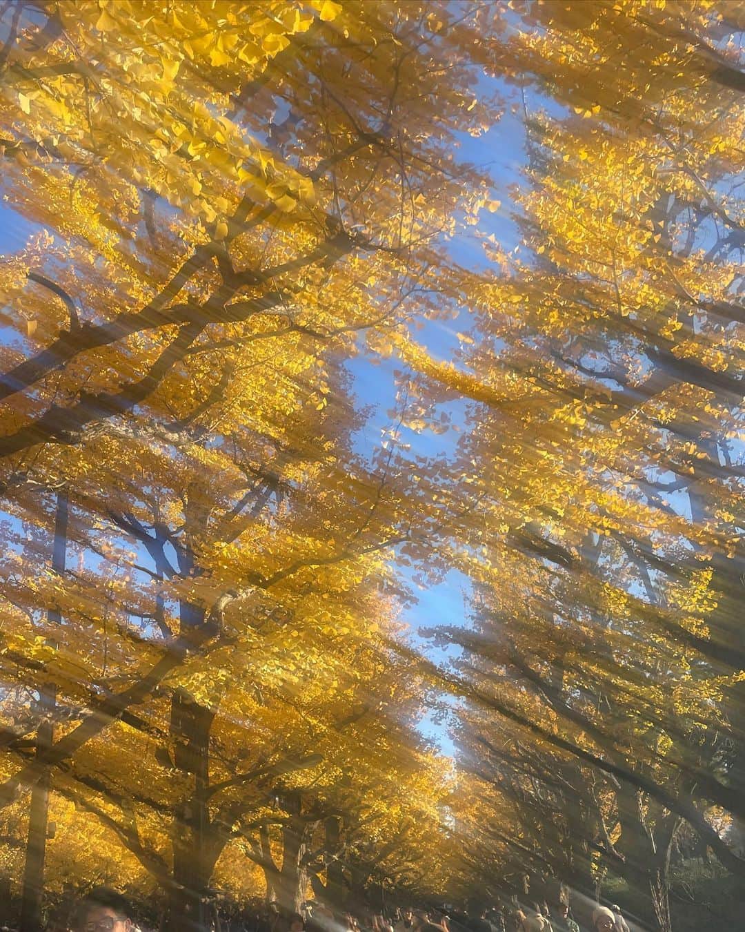 橋本香澄さんのインスタグラム写真 - (橋本香澄Instagram)「. autumn leaves 📒🍂 . #外苑前いちょう並木 #外苑前  #イチョウ並木 #いちょう並木  #銀杏並木 #明治神宮 #tokyo」12月6日 20時05分 - _jasmine_tete_