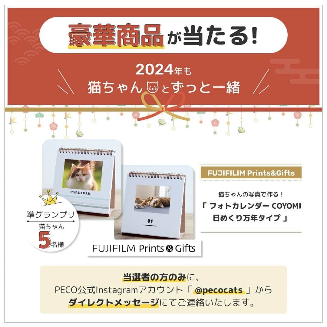 tomokoさんのインスタグラム写真 - (tomokoInstagram)「ペットラインさんが【2024年「新年の抱負」大募集！】キャンペーンを開催するとのことで、カツヲも一足先に抱負を考えてみました。  ☟なにやら素敵な商品があるみたいですよ グランプリ SOW EXPERIENCE「カスタムオーダー for ペット（eギフト）」 (お気に入りの猫ちゃんの写真を使って、かわいいドット柄のオリジナルアイテムが作れるギフト)　1名様  準グランプリ FUJIFILIM Prints&Gifts 「フォトカレンダー COYOMI 日めくり万年タイプ」　5名様  ☟応募期間はこちら 2023年12月1日（金）〜12月31日（日）  ☟キャンペーンの参加方法はこちら ・ペットラインのアカウント @petline_cats をフォロー ・ペットラインの【2024年「新年の抱負」大募集！】の投稿に、ねこちゃんと叶えたい新年の抱負をコメント。  ぜひ、応募してみてください @petline_dogs でもわんちゃんと叶えたい新年の抱負を募集しているみたいです！  PR：ペットライン株式会社  #ドラねねカツヲ  #ブリティッシュショートヘア #britishshorthair #スコティッシュフォールド #scottishfold #猫 #ネコ #ペコねこ部 #instacat #catstagram #instagramcats #catsofinstagram #ilovecats #catlover #catoftheday #cat #ヅラ猫部#猫とインテリア #ねこ #猫のいる生活 #catstagram_japan#ペットライン #ペットラインねこ部」12月6日 19時57分 - dora_me0416