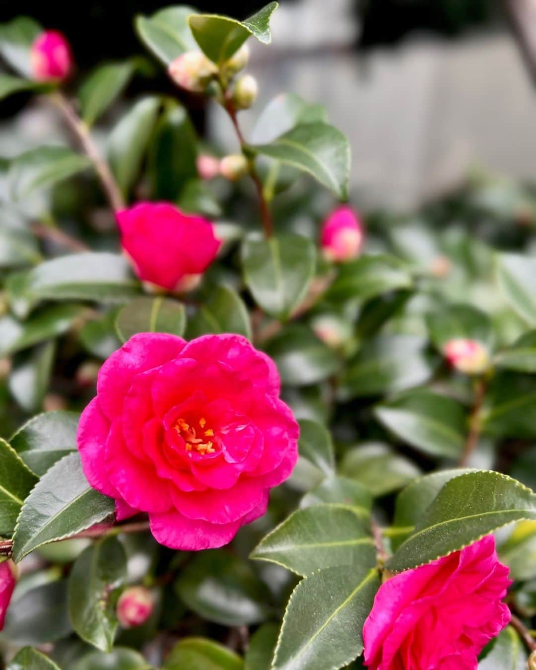 Miraikan, 日本科学未来館のインスタグラム：「【冬を彩る植物🌹】 寒さが厳しくなり、未来館周辺の植物もだんだん紅葉から落葉が目立つようになってきました。 そんな中、鮮やかに咲くお花を発見👀 まだまだ蕾も多いので、これからも楽しみです♪  #miraikan #未来館 #日本科学未来館 #科学館 #東京テレポート #お台場 #ミュージアム #博物館巡り #博物館 #お出かけスポット #東京おでかけ #sciencemuseum #museum #tokyo #odaiba #odaibatokyo #traveljapan #japantrip #japantravel #花 #flower #椿」