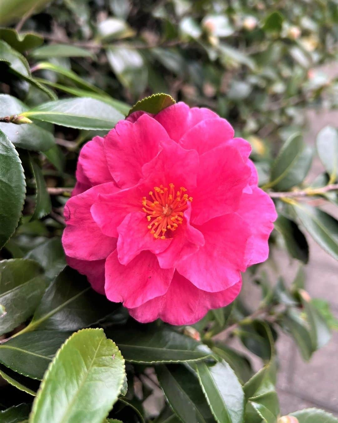 Miraikan, 日本科学未来館さんのインスタグラム写真 - (Miraikan, 日本科学未来館Instagram)「【冬を彩る植物🌹】 寒さが厳しくなり、未来館周辺の植物もだんだん紅葉から落葉が目立つようになってきました。 そんな中、鮮やかに咲くお花を発見👀 まだまだ蕾も多いので、これからも楽しみです♪  #miraikan #未来館 #日本科学未来館 #科学館 #東京テレポート #お台場 #ミュージアム #博物館巡り #博物館 #お出かけスポット #東京おでかけ #sciencemuseum #museum #tokyo #odaiba #odaibatokyo #traveljapan #japantrip #japantravel #花 #flower #椿」12月6日 20時00分 - miraikan