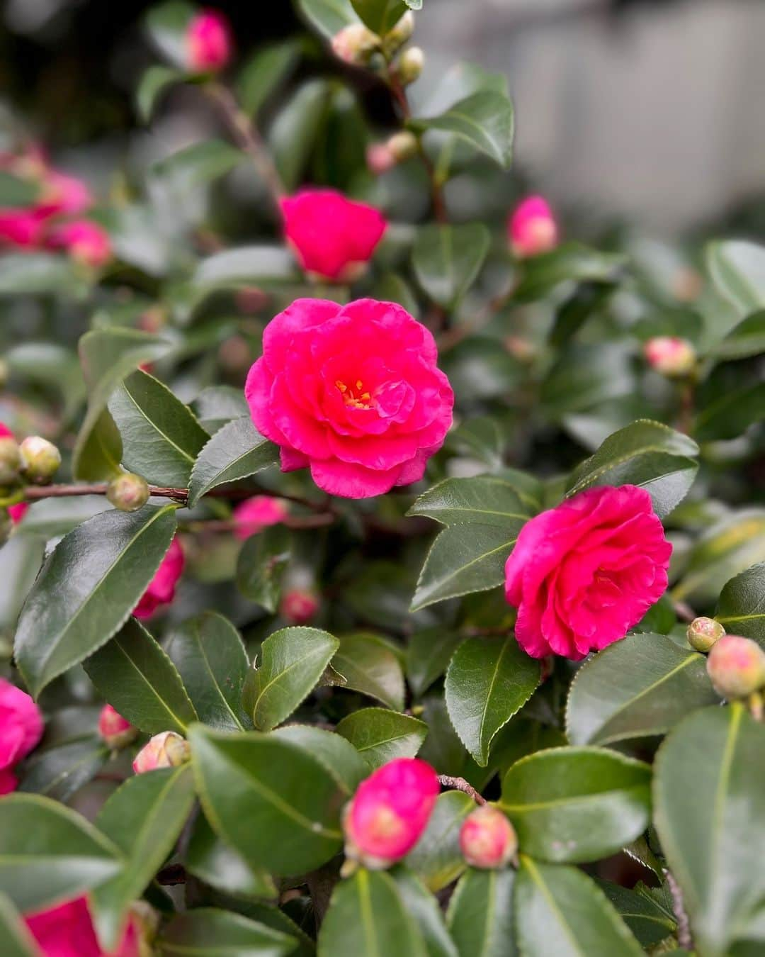 Miraikan, 日本科学未来館さんのインスタグラム写真 - (Miraikan, 日本科学未来館Instagram)「【冬を彩る植物🌹】 寒さが厳しくなり、未来館周辺の植物もだんだん紅葉から落葉が目立つようになってきました。 そんな中、鮮やかに咲くお花を発見👀 まだまだ蕾も多いので、これからも楽しみです♪  #miraikan #未来館 #日本科学未来館 #科学館 #東京テレポート #お台場 #ミュージアム #博物館巡り #博物館 #お出かけスポット #東京おでかけ #sciencemuseum #museum #tokyo #odaiba #odaibatokyo #traveljapan #japantrip #japantravel #花 #flower #椿」12月6日 20時00分 - miraikan