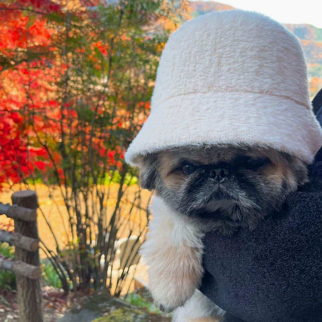 いぶそらさんのインスタグラム写真 - (いぶそらInstagram)「もみじ綺麗だな〜🍁 いぶきも、自然の中で、 お散歩楽しんでたよ🐶🐾🐾🍂🍁  #もみじ  #🍁 #stroll   Have a wonderful time💝  #pekingese#老犬#短足#ペットのいる暮らし#fluffy#페키니즈#着物でお出かけ  #ペキニーズ#鼻ぺちゃ」12月6日 20時01分 - ku_ibusora