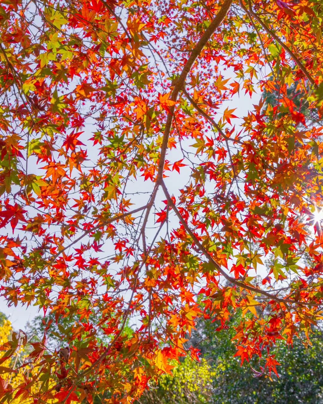 鹿児島よかもん再発見さんのインスタグラム写真 - (鹿児島よかもん再発見Instagram)「南さつま市加世田川畑の熊野神社にて＼(^o^)／ R5/12/2  紅葉目当てではなく、山の中にある雰囲気を感じたくて訪ねたのですが、ちょうどいい具合に色づいてました🍁  元々、あった思われるイチョウの大木は伐採されているのですが、新しい芽がしっかり育っており、次の世代を楽しめる木々になりそうでした✨  #鹿児島 #鹿児島紅葉 #鹿児島観光 #南さつま市 #南さつま加世田 #南さつま市加世田川畑 #熊野神社 #神社 #鹿児島の自然 #鹿児島の風景 #紅葉 #もみじ #kagoshima #kagoshimaphoto  #kagoshimaphotograph  #japan  #kyusyu」12月6日 20時05分 - kagoshimayokamon