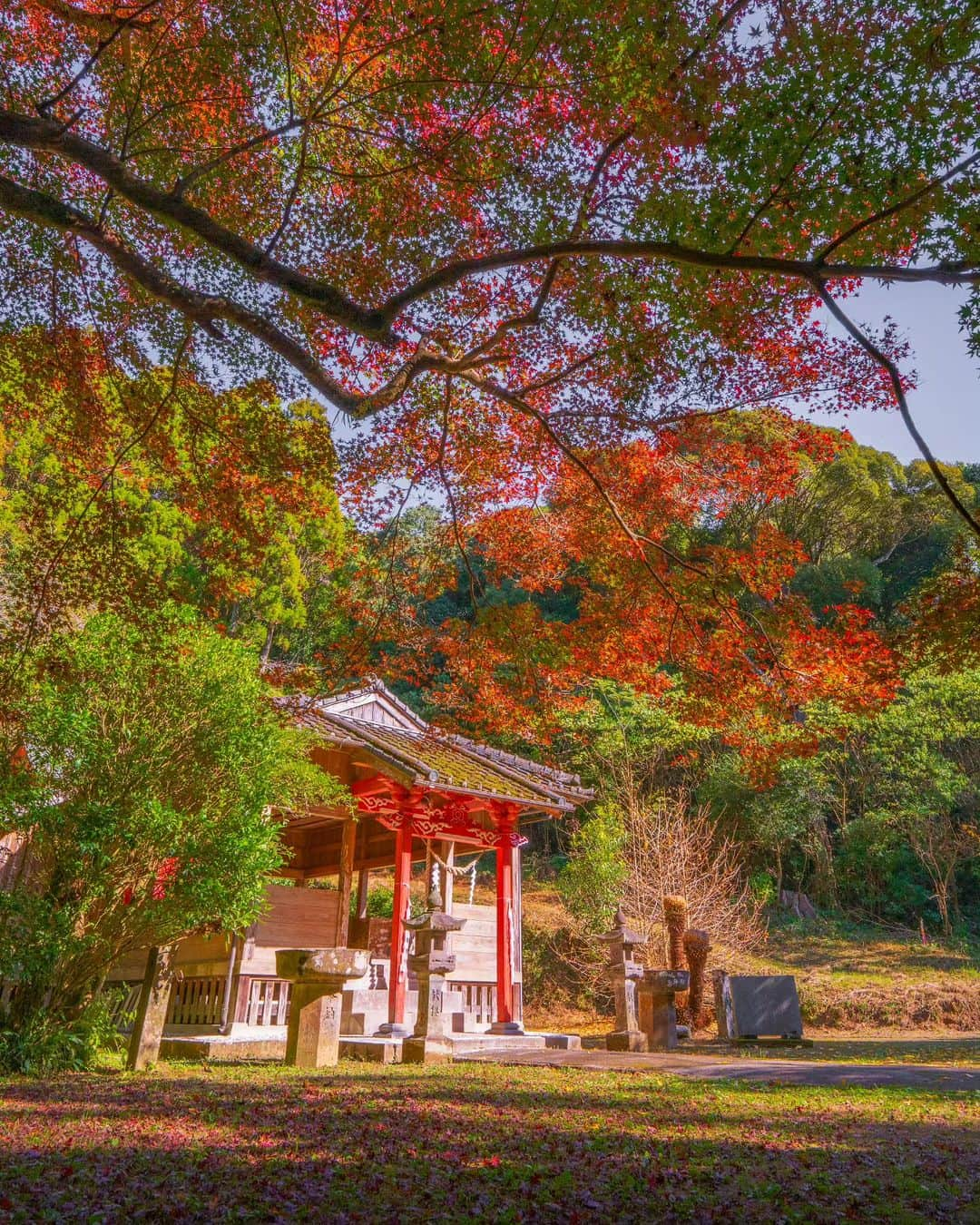 鹿児島よかもん再発見のインスタグラム：「南さつま市加世田川畑の熊野神社にて＼(^o^)／ R5/12/2  紅葉目当てではなく、山の中にある雰囲気を感じたくて訪ねたのですが、ちょうどいい具合に色づいてました🍁  元々、あった思われるイチョウの大木は伐採されているのですが、新しい芽がしっかり育っており、次の世代を楽しめる木々になりそうでした✨  #鹿児島 #鹿児島紅葉 #鹿児島観光 #南さつま市 #南さつま加世田 #南さつま市加世田川畑 #熊野神社 #神社 #鹿児島の自然 #鹿児島の風景 #紅葉 #もみじ #kagoshima #kagoshimaphoto  #kagoshimaphotograph  #japan  #kyusyu」