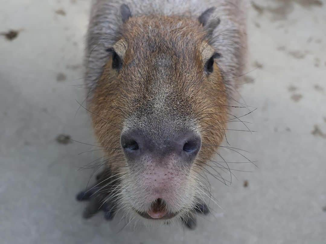 大阪ECO動物海洋専門学校さんのインスタグラム写真 - (大阪ECO動物海洋専門学校Instagram)「. 🦤☀️動物園・水族館&テクノロジー専攻🪐🌈  講師の先生による動物園研究の授業として、神戸どうぶつ王国へ課外授業に行ってきました〜🐪🌞🚌  動物の飼育技術や施設の工夫、生態の特徴などを交えながら、 そして、実際の動物を見ながら、解説オリジナルツアーを組んでいただきました！😮✨💪🏼  あっという間に時間が過ぎていましたが、 授業終わりに先生から、「この3倍は陸上動物についてまだまだお話しできる❕❕」 と言われるくらい、陸上動物に対する知識・エピソードの量が凄く、圧巻のオリジナルツアーとなりました🥹💥🌟  #神戸どうぶつ王国 #校外実習 #大阪eco動物海洋専門学校#大阪eco #動物専門学校  #動物飼育 #動物園 #水族館 #飼育員 #ドルフィントレーナー #アクアリスト #動物看護師 #トリマー #ドッグトレーナー#動物好きと繋がりたい#犬好きと繋がりたい #動物園・水族館&テクノロジー専攻 #eco自然環境クリエーター専攻 #ペットマネジメント&ホスピタリティ専攻 #動物園・動物飼育専攻 #水族館アクアリスト専攻 #ドルフィントレーナー専攻専攻 #動物看護師専攻 #ペットトリマー&エステティシャン専攻 #ドッグトレーナー専攻」12月6日 20時53分 - osaka_eco