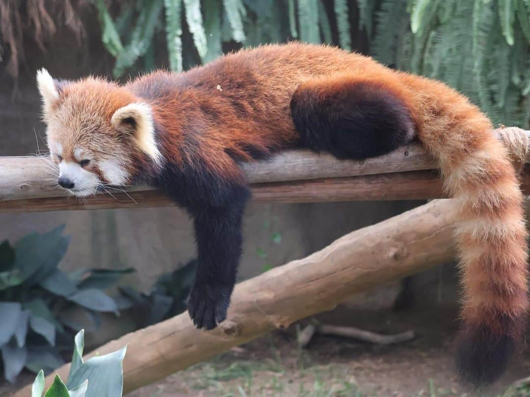 大阪ECO動物海洋専門学校さんのインスタグラム写真 - (大阪ECO動物海洋専門学校Instagram)「. 🦤☀️動物園・水族館&テクノロジー専攻🪐🌈  講師の先生による動物園研究の授業として、神戸どうぶつ王国へ課外授業に行ってきました〜🐪🌞🚌  動物の飼育技術や施設の工夫、生態の特徴などを交えながら、 そして、実際の動物を見ながら、解説オリジナルツアーを組んでいただきました！😮✨💪🏼  あっという間に時間が過ぎていましたが、 授業終わりに先生から、「この3倍は陸上動物についてまだまだお話しできる❕❕」 と言われるくらい、陸上動物に対する知識・エピソードの量が凄く、圧巻のオリジナルツアーとなりました🥹💥🌟  #神戸どうぶつ王国 #校外実習 #大阪eco動物海洋専門学校#大阪eco #動物専門学校  #動物飼育 #動物園 #水族館 #飼育員 #ドルフィントレーナー #アクアリスト #動物看護師 #トリマー #ドッグトレーナー#動物好きと繋がりたい#犬好きと繋がりたい #動物園・水族館&テクノロジー専攻 #eco自然環境クリエーター専攻 #ペットマネジメント&ホスピタリティ専攻 #動物園・動物飼育専攻 #水族館アクアリスト専攻 #ドルフィントレーナー専攻専攻 #動物看護師専攻 #ペットトリマー&エステティシャン専攻 #ドッグトレーナー専攻」12月6日 20時53分 - osaka_eco