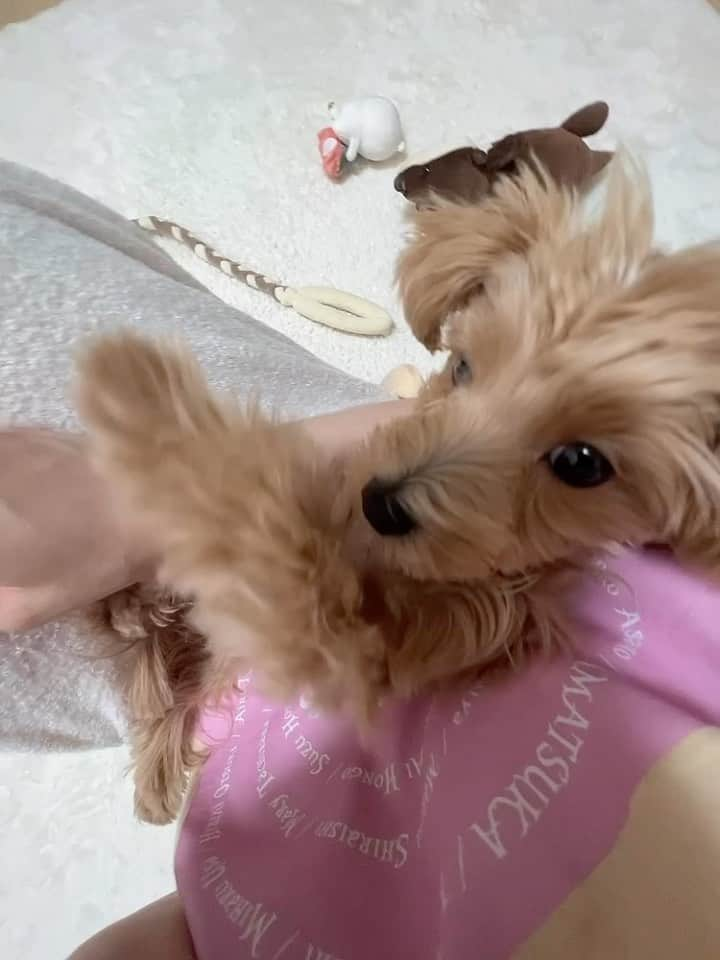 小湊よつ葉のインスタグラム：「🐶  え、これ何してんの🥺  可愛すぎん？  #子犬 #犬 #犬のいる暮らし #パピー #マルプー #うに」