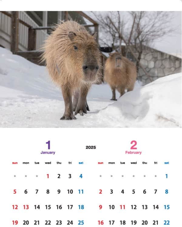 渡辺克仁さんのインスタグラム写真 - (渡辺克仁Instagram)「カピバラカレンダー王国バージョンは、那須どうぶつ王国内売店のピアポルテと神戸どうぶつ王国内売店のラブ・バードにて販売して頂いております。  今年のカレンダーは雪とカピバラが多めとなっております。なかなか見ることが出来ない風景です。  海外発送可能な通信販売もご利用いただけます。 https://nasu-oukoku.raku-uru.jp/item-detail/1497494  #カピバラ #水豚 #capybara #カレンダー  #可愛い #かわいい #pretty #神戸どうぶつ王国 #那須どうぶつ王国」12月6日 21時00分 - katsuhito.watanabe