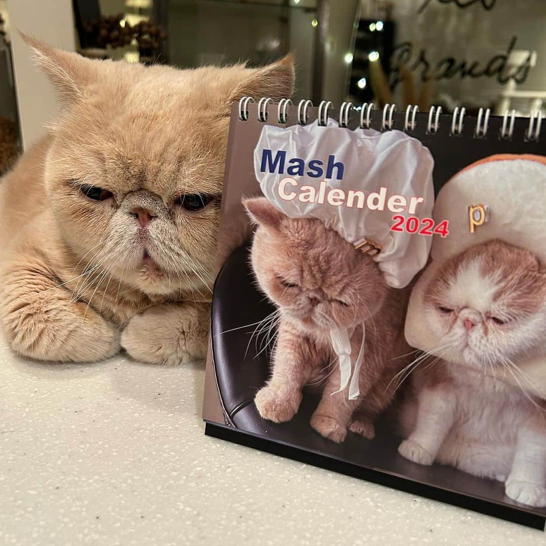 マッシュさんのインスタグラム写真 - (マッシュInstagram)「こんばんは！ 来年のMash Calender 出来たてホヤホヤが 届きました！ 表紙は　 給食当番とポテパンマンです。 #mashcalendar2024 #近々お知らせします #mash1126a  #マッシュのぺちゃんこライフ #cat #マッシュ #エキゾチックショートヘア #ねこ　#ネコ  #猫 #kitty  #猫部 #ねこ部 #ねこあつめ #にゃんだふるらいふ #猫莫迦 #catstagram #ExoticShorthair #catsofinstagram #catsosofinstagram #katten」12月6日 21時07分 - mash1126a