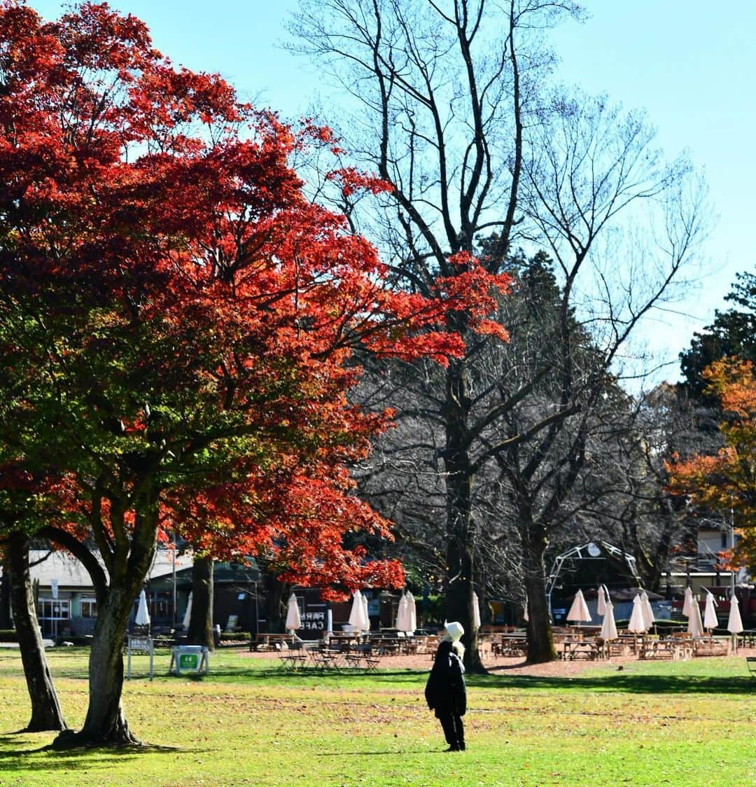 FashionDreamer Dさんのインスタグラム写真 - (FashionDreamer DInstagram)「⠀ ⠀ 【English】The fall leaves were beautiful. Snow will be piling up soon.⛄️    【台湾话】秋天的樹葉很美麗。 雪很快就會堆積起來。     【हिंदी】पतझड़ के पत्ते सुन्दर थे। जल्द ही बर्फ जमा हो जाएगी.     【Türkçe】Sonbahar yaprakları çok güzeldi. Yakında kar yağacak.     【español】Las hojas otoñales eran preciosas. Pronto empezará a nevar.     ‎【اللغة العربية】أوراق الخريف كانت جميلة. سوف تتراكم الثلوج قريبا.     【Português】As folhas de outono eram lindas. A neve vai começar a acumular-se em breve.     【Français】Les feuilles d'automne étaient magnifiques. La neige va bientôt s'accumuler.     【Italiano】Le foglie autunnali erano bellissime. La neve si accumulerà presto.     【한국어】 단풍이 아름다웠습니다. 곧 눈이 쌓일 것입니다.     【日本語】  紅葉や落葉鑑賞を楽しみ、    僕は寒いのが苦手なので    秋に浸ってました...    気持ちよかったな〜     Photo : @kurubushi88    Location : Nasu ( Tochigi prefecture ) 🇯🇵        #Japan  #Japon  #japantrip   #Japão #GIAPPONE #JEPANG  #Japonya」12月6日 21時10分 - d_japanese