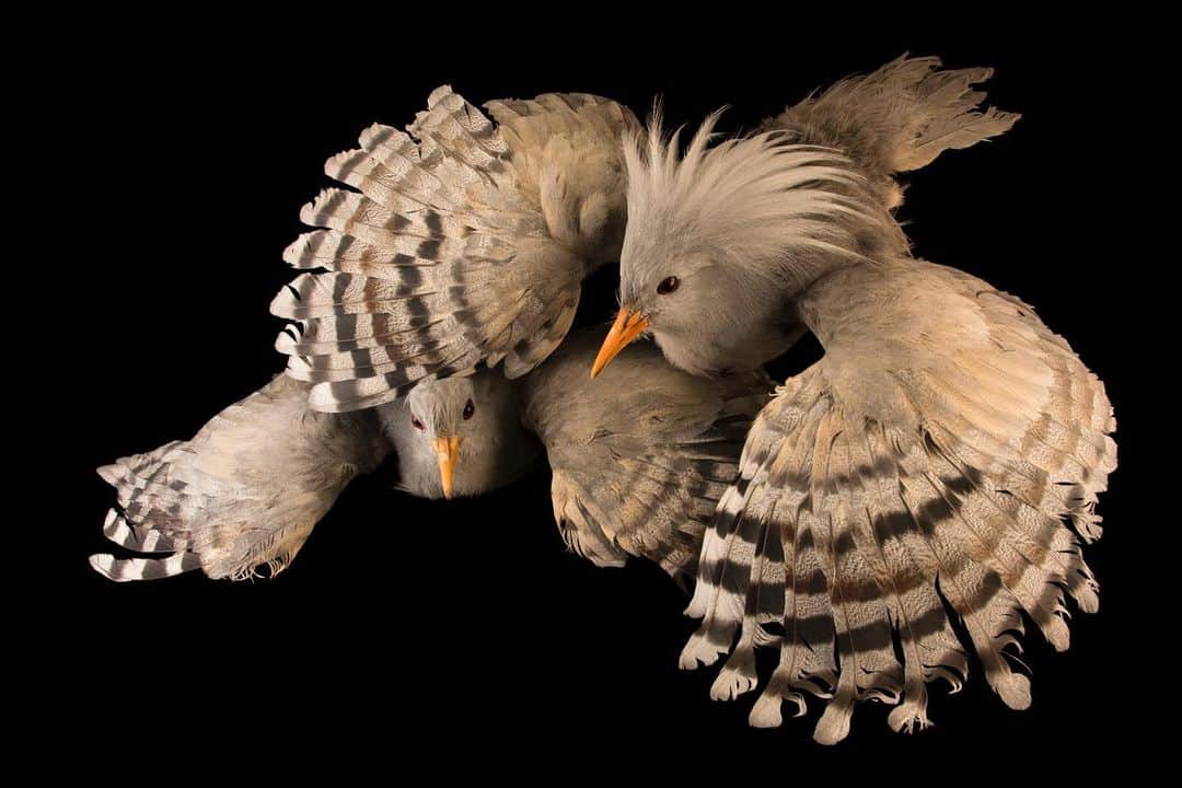 Joel Sartoreのインスタグラム：「Kagus like this duo @houstonzoo are rare, flightless birds that call the forests of New Caledonia home. Those wings may seem oversized for a bird that doesn’t fly, but they serve an important role. When a potential predator is nearby, parents will flap their fully opened wings on the ground, as if injured, to turn attention away from their chick.  This December, we’re counting down to the anniversary of the Endangered Species Act on December 28th. Each day, we’ll feature a different species protected by this act so you can learn more about their stories.  #kagu #bird #animal #endangered #wildlife #photography #animalphotography #wildlifephotography #studioportrait #PhotoArk #HopeForSpecies @insidenatgeo」