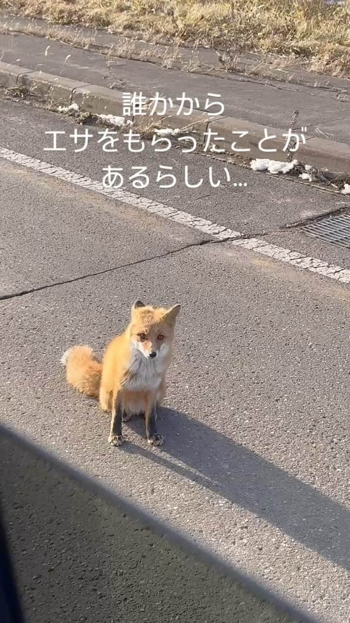 馬場典子のインスタグラム：「道端にキタキツネを見つけて、危ないので徐行したら、近寄ってきました。 誰かからエサをもらったことがあるようです。 かわいいお顔や仕草を見ていると置き去りにするようで心苦しかったですが、与えるわけにもいかず。 車道にも出てしまうので、これからも危ない目に遭わないようにと祈るしかありませんでした。」