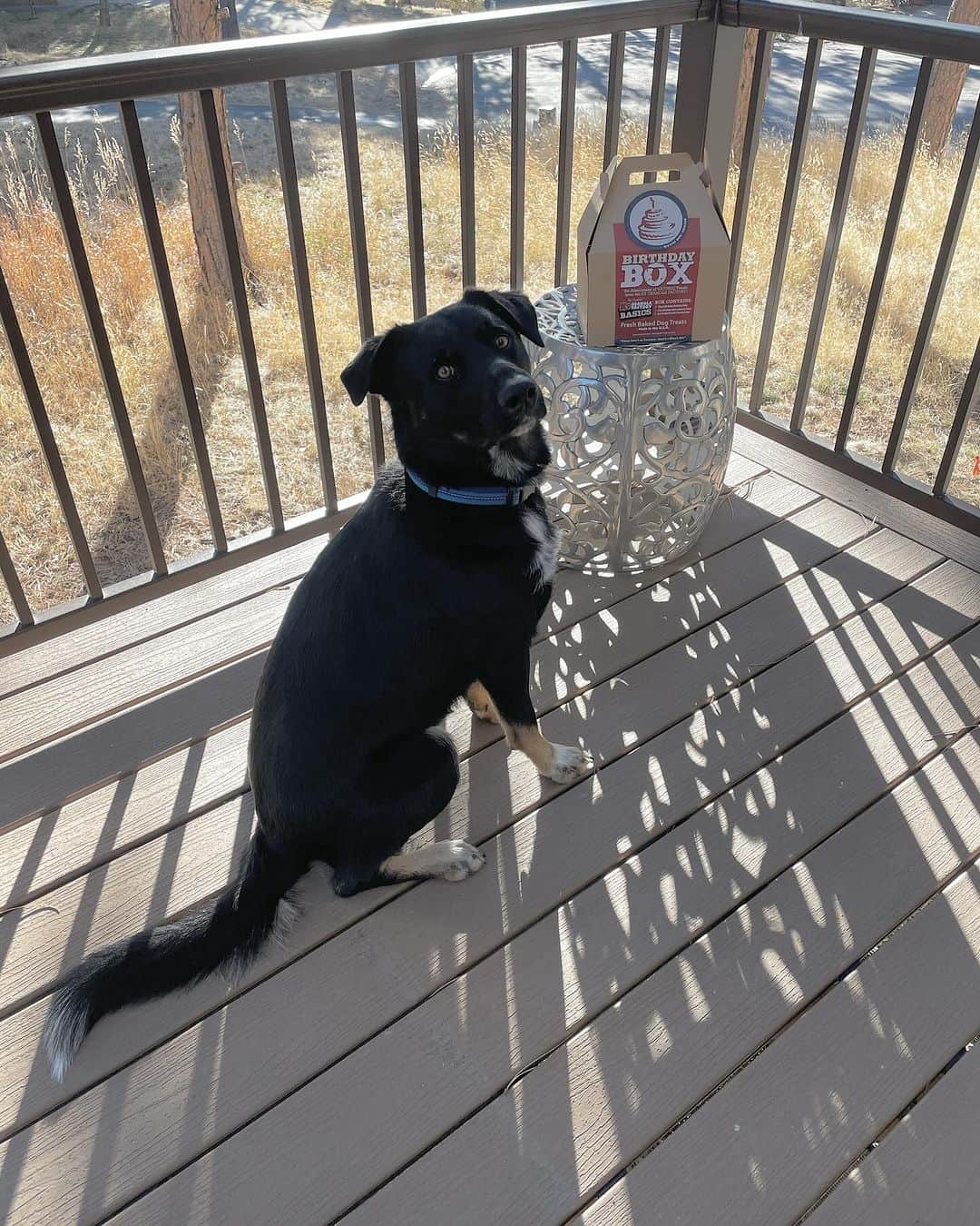 ベン・ヒギンズのインスタグラム：「Today is year 2 for Waylon Jennings Higgins. In year two Waylon hopes to learn how to talk, sit at the kitchen table, steal treats from his treat jar, make friends with the local elk and mountain lions, catch one of the field mice in our yard, and keep making his family smile. He’s one of a kind…wild and sweet. Waylon loves life like all of us should! (If you don’t know Waylon’s story check out @elysemichelle_mua Instagram about Gracie and her pups) @jessclarke_ and I love him dearly. If you are a dog lover wish Waylon a happy bday because he reads the comments. Also asking for Waylon; what are your thoughts on this new drug to help dogs live longer? We are hoping it works!」