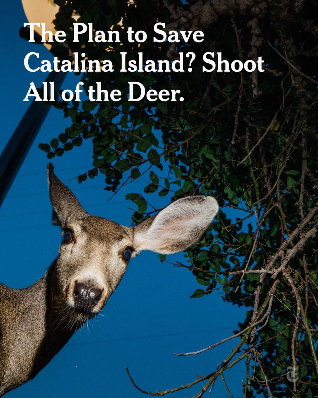 ニューヨーク・タイムズのインスタグラム：「Santa Catalina Island is the crown jewel of the Channel Islands, an archipelago off the coast of Southern California that is so biodiverse it is often called “North America’s Galápagos.”  Catalina is home to more than 60 plants and critters found nowhere else on earth. Plump quails and miniature foxes unique to the island scurry across the dirt roads that wind through scrubby hillsides. Thick pillows of fog roll onshore and coat the leaves of rare plants with dew. Bald eagles swoop far above the glittering Pacific.  But the habitat is suffering because much of the native flora has been ravaged by nonnative animals shipped here over the past century for ranching, hunting and filming movies.  How are people working to save the unique ecosystem of Catalina? The proposed solution has infuriated local residents and animal lovers. Tap the link in our bio to read the full story. Photos by @strange.victory」