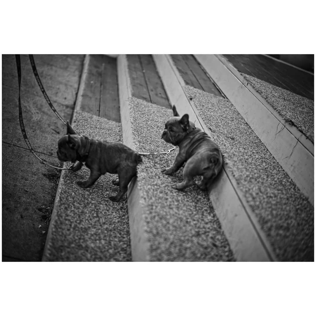 竹内涼真さんのインスタグラム写真 - (竹内涼真Instagram)「Dogs Dogs Dogs Love🤍  #leica  #写真  #紳士会写真部  #犬」12月7日 8時43分 - takeuchi_ryoma