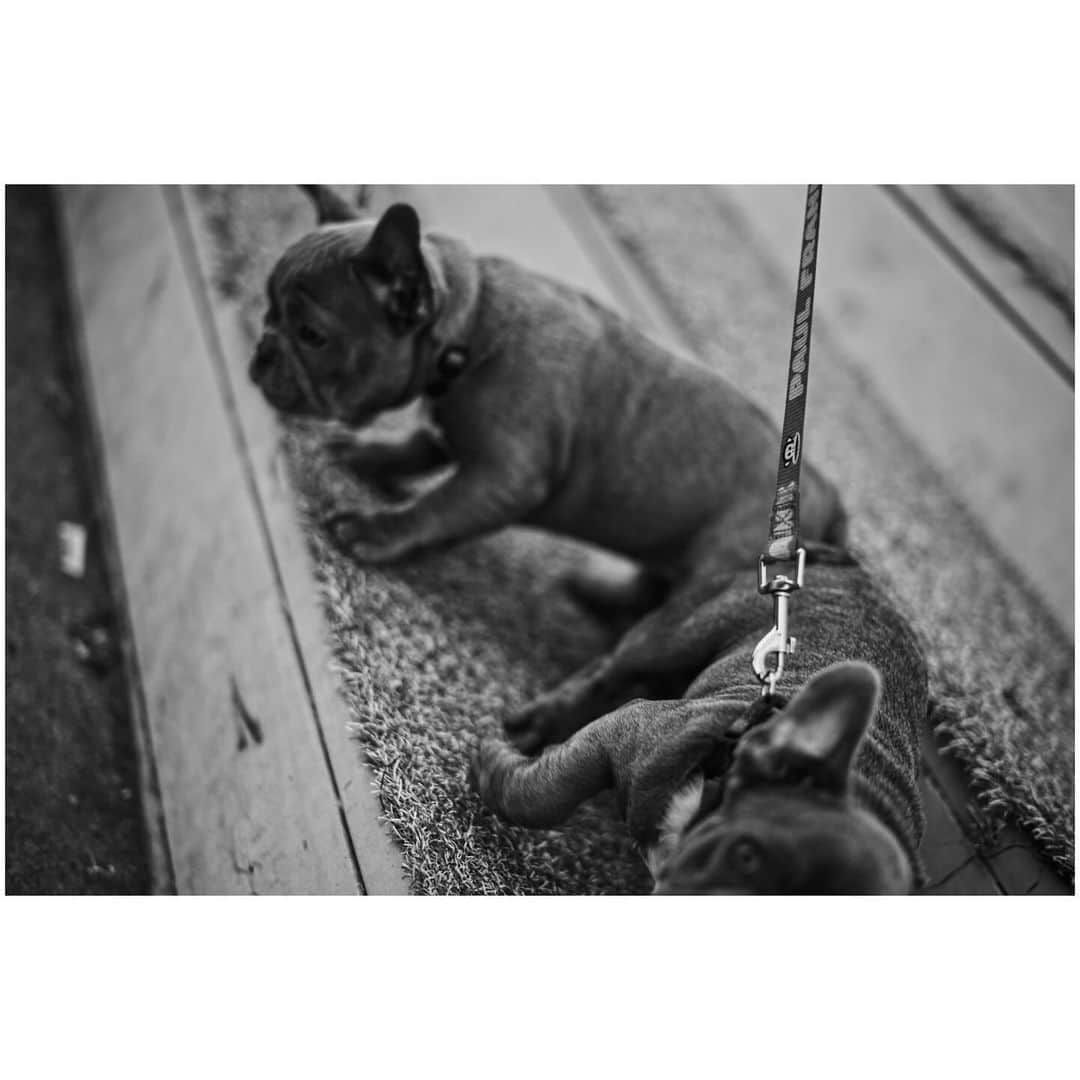 竹内涼真さんのインスタグラム写真 - (竹内涼真Instagram)「Dogs Dogs Dogs Love🤍  #leica  #写真  #紳士会写真部  #犬」12月7日 8時43分 - takeuchi_ryoma