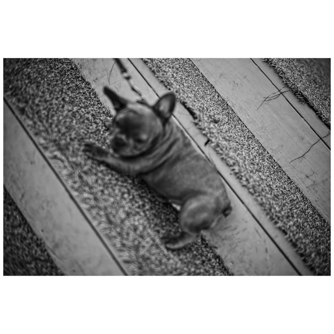 竹内涼真さんのインスタグラム写真 - (竹内涼真Instagram)「Dogs Dogs Dogs Love🤍  #leica  #写真  #紳士会写真部  #犬」12月7日 8時43分 - takeuchi_ryoma