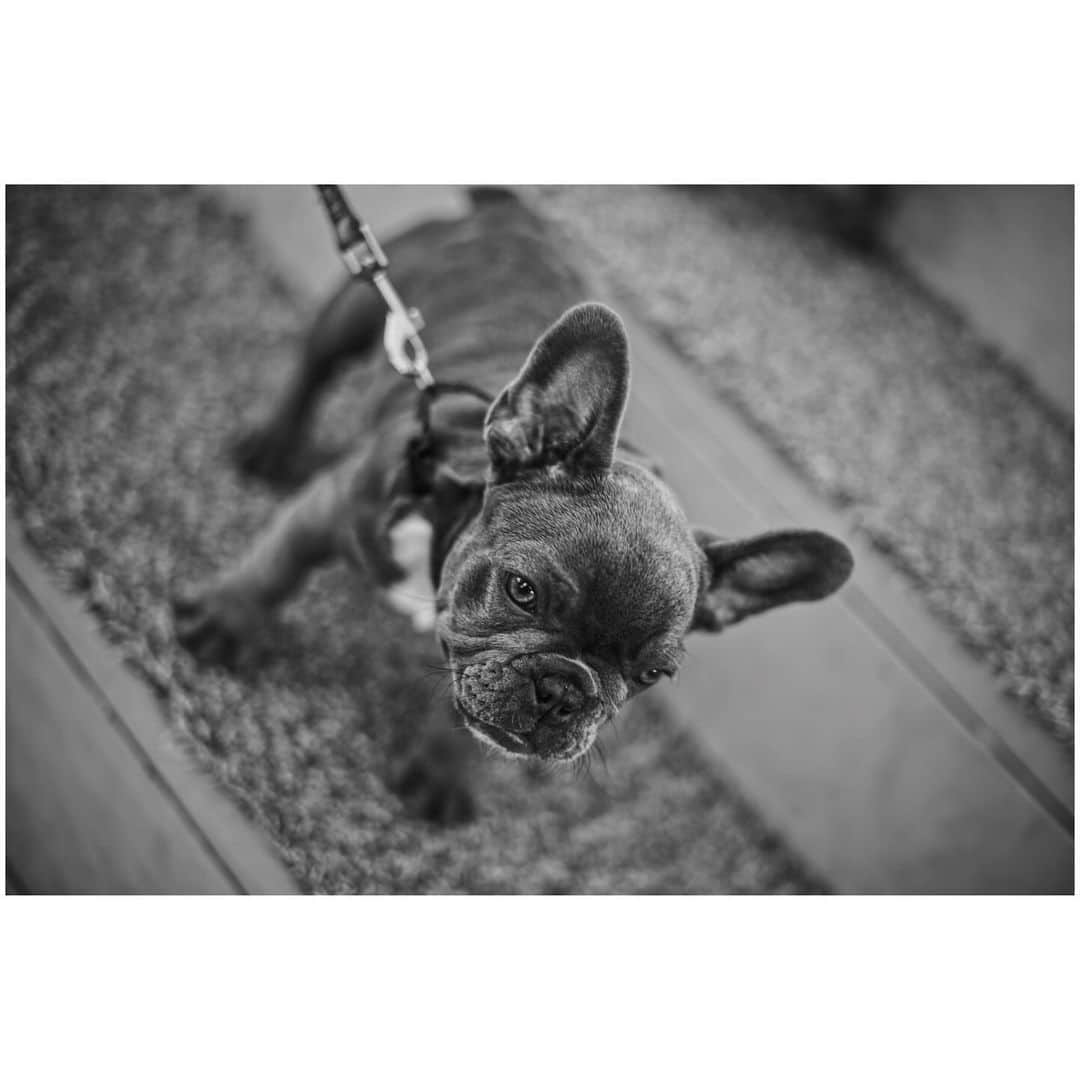 竹内涼真のインスタグラム：「Dogs Dogs Dogs Love🤍  #leica  #写真  #紳士会写真部  #犬」