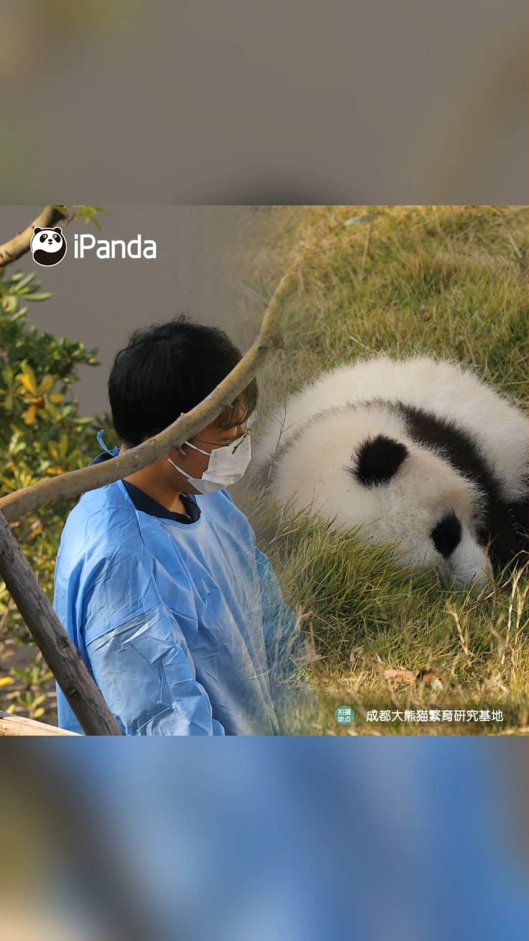 iPandaのインスタグラム：「Dear baby panda, have you seen the shadow of nanny shading you from the sun? That is the shape of love. 🐼 🐼 🐼 #Panda #iPanda #Cute #HiPanda #ChengduPandaBase #PandaMoment #HowGiantPandasGrowUp #BestJobInTheWorld  For more panda information, please check out: https://en.ipanda.com」