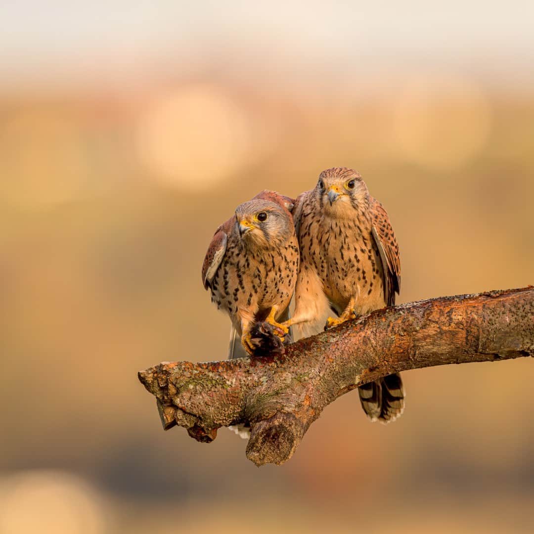 Canon UKのインスタグラム：「Kestrels may be fierce hunters, but they clearly have a soft side🦅❤️  This adorable shot of two kestrels was captured by @Earlyriser69 at a hide in Yorkshire. They were up early and captured this sweet moment not long after sunrise. The male kestrel fed the female her breakfast, what makes this photo even more special is that it appears as though the male is giving the female a cuddle 🥰  #canonuk #mycanon #canon_photography #EOSR3」