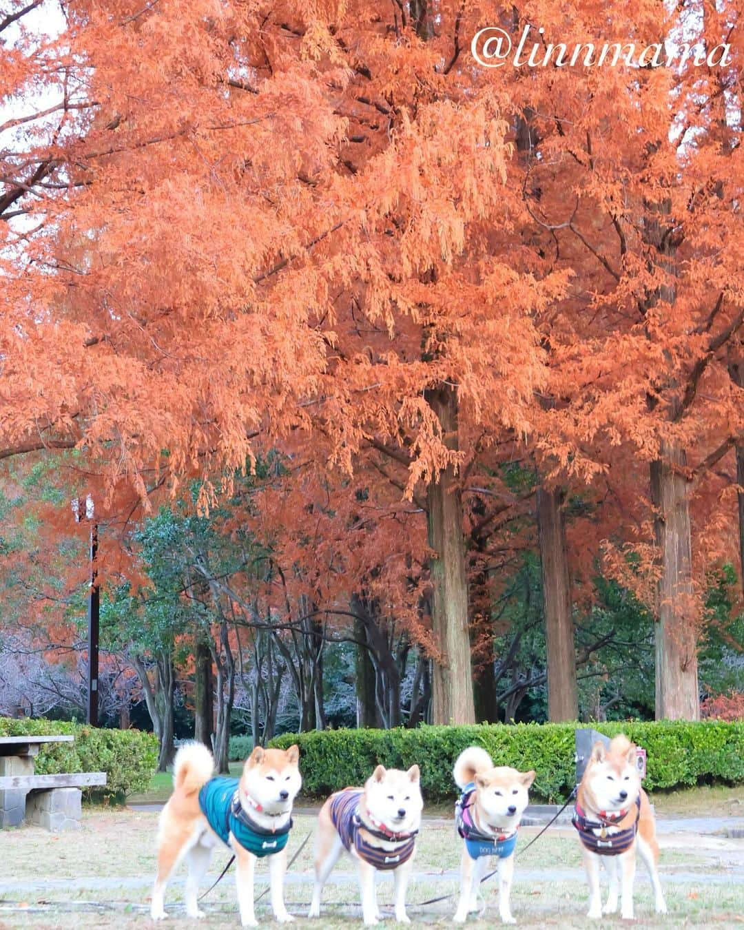 linnmamaのインスタグラム：「秋色メタセコイヤ並木〜①②川沿いの公園3、たくさん歩きました🐾〜今日、麗は病院🏥でした〜血液検査🩸とレントゲン、抗がん剤の副作用はおさまってきて食欲が出てきました😊〜ただハッキリではないけど、レントゲン🩻でちょっと心配な点も🥲〜2週間後に4回目の抗がん剤治療💉が決まりました〜元気にしている麗、元気になっていく麗をずっと見ていたいから、もう少し治療を続けようと思います〜今できることを精一杯、それで十分‼️〜今日も元気でありがとう❣️ ＊ ＊ ＊ #柴犬#dog #柴犬凜の勇気凜々every day #shibastagram #my_eos_photo #eosr6 #eosr10  #ドッグフォトグラファーズ #iphone12 #iphone12promax  #2024凜ファミリーカレンダー発売中 #プロフィール欄からどうぞ #Amazon、楽天でも販売中 #夕方散歩 #写活  #メタセコイヤ  #庄内緑地」