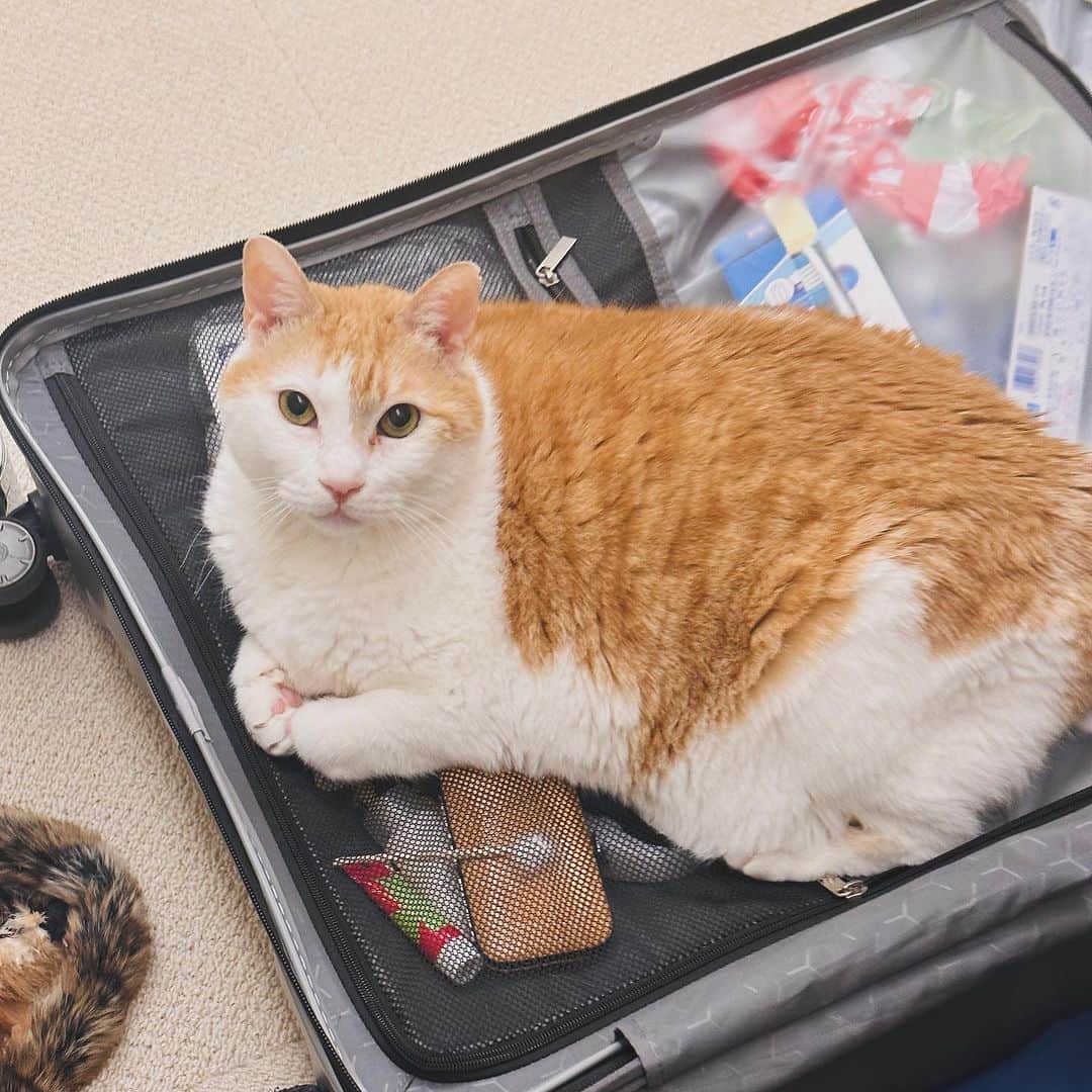 黃阿瑪的後宮生活のインスタグラム：「阿瑪：「把朕一起帶出國吧！」」