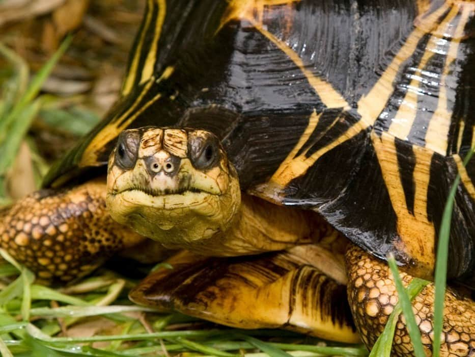 スミソニアン国立動物園さんのインスタグラム写真 - (スミソニアン国立動物園Instagram)「What is an adaptation and how do they help animals survive? Join the Smithsonian’s National Zoo and Conservation Biology Institute on Wednesday, December 13 at 2 p.m. ET to meet some reptiles and learn about the cool features they use to survive. This K-5 virtual school program includes live captioning, ASL interpretation, and Spanish interpretation. Learn more and register using the link in our bio!  Image description: photo of a radiated tortoise.」12月7日 1時22分 - smithsonianzoo