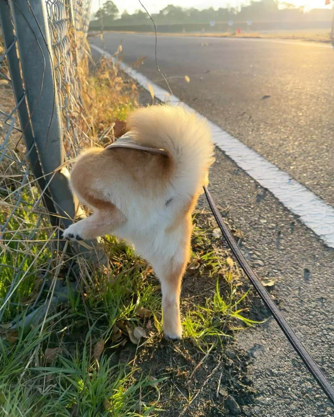 豆柴ソラのインスタグラム