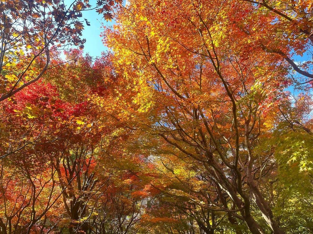 下村彩里さんのインスタグラム写真 - (下村彩里Instagram)「冷たい空気の中、温もり感じるまっすぐな日差し テレビ朝日前の#毛利庭園の 紅葉🍁もピークを迎えています。 毎年観察をしていると、少しずつ年によっても違いが見えてくる毛利庭園の紅葉📷 今年は特に緑、黄、オレンジ、赤と 細やかなグラデーションが美しい〜と感じます🥹  今年の記録的な猛暑を乗り越えて 色鮮やかに彩る木々たちに 感謝の気持ちをこめて....  #2019年 から #2023年　まで #入社してから４年間の紅葉たち #毎年ありがとう🍁  #下村彩里#紅葉#紅葉スポット#紅葉写真#🍁」12月7日 3時19分 - sairi.shimomura_ex