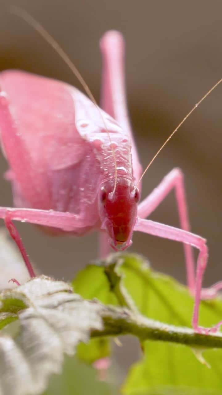 San Diego Zooのインスタグラム：「Do you have this in pink? 🪳 🎀  Pink is a great color. Arguably one of the best. Unless you’re a prey species whose entire life goal is to go unnoticed by predators. Katydids are usually green, yellow, or brown to blend in with the plants around them, but about 1 in 500 katydids have a genetic mutation that causes them to be bright pink. You can see how this could be a problem.   #Pink #Katydid #Insect #SanDiegoZoo」