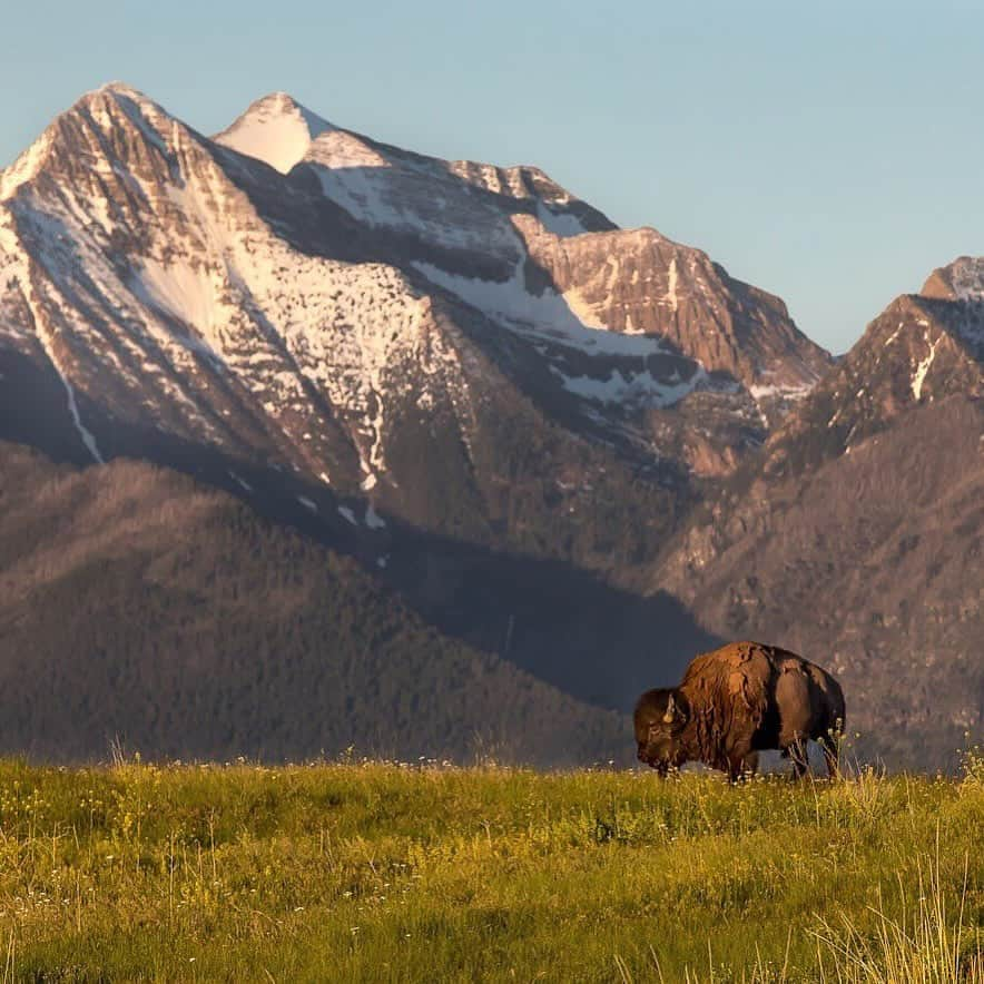 アメリカ内務省のインスタグラム：「The American bison is crucial in maintaining ecological balance and is sacred to many Indigenous communities. Interior is working with Tribes to conserve and integrate Indigenous Knowledge into stewarding this iconic species and the vast grassland habitats on which they depend.    Photo by Bob Wick    #bison #stewardship #wildlife   Alt Text: A dark brown, male bison stands in a field of grass with snow-capped mountains in the distance.」